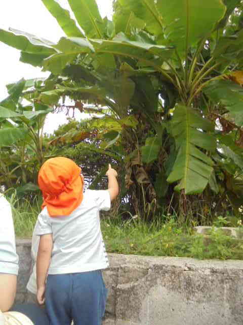 みてみて！バナナ～