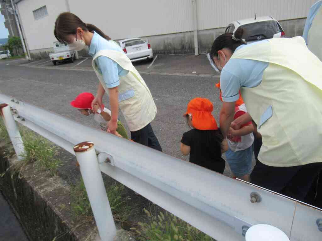 何が泳いでる～