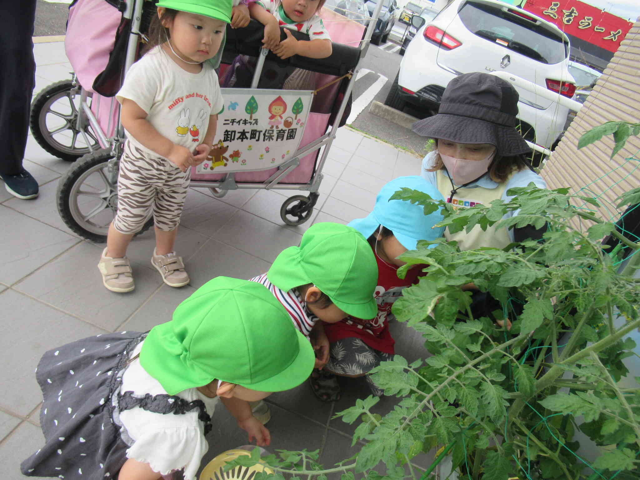 この前植えた苗。