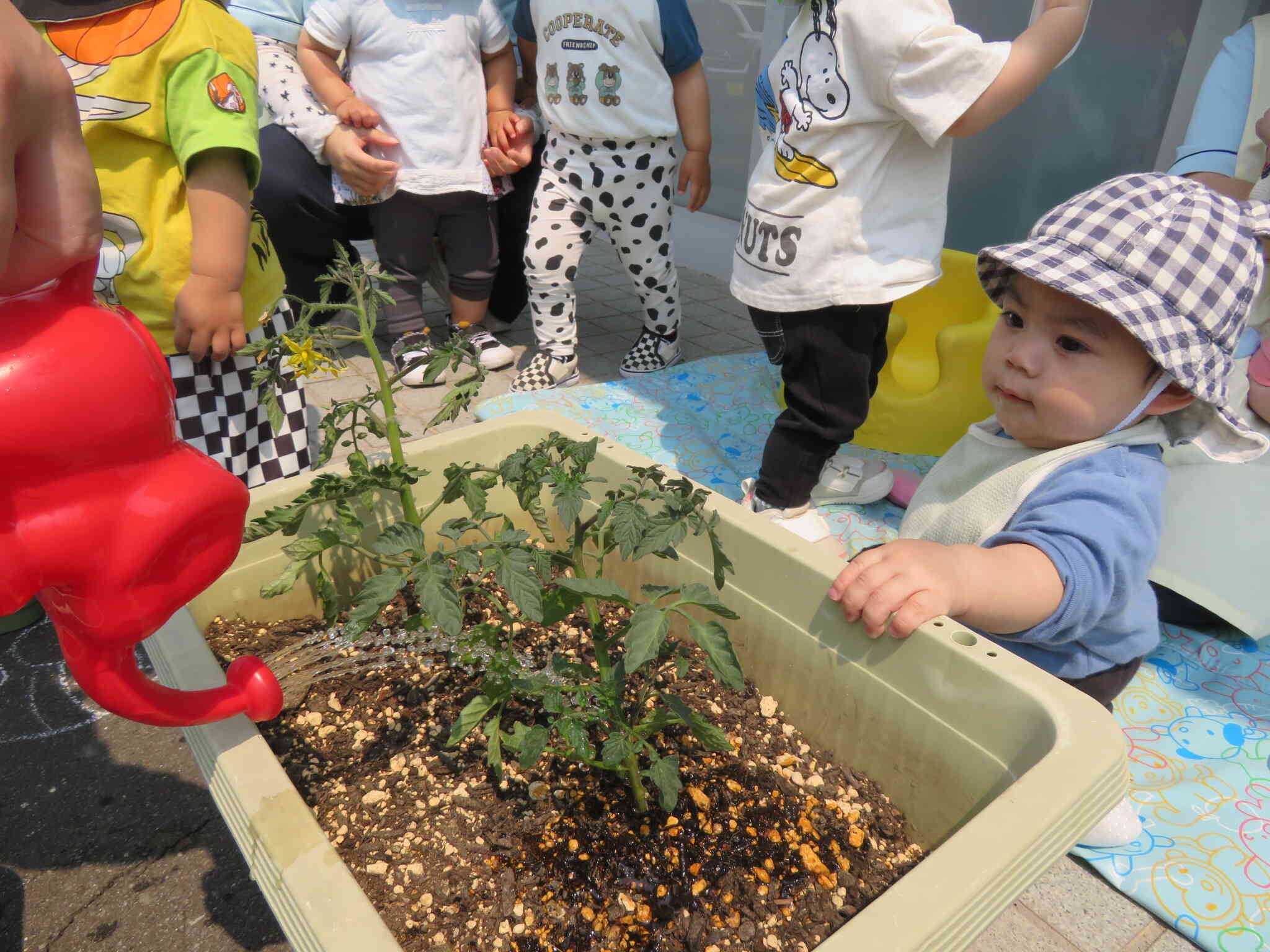 な、なんだこれは⁉　初めての野菜の苗植え・・・一緒に大きくなるぞ～♪