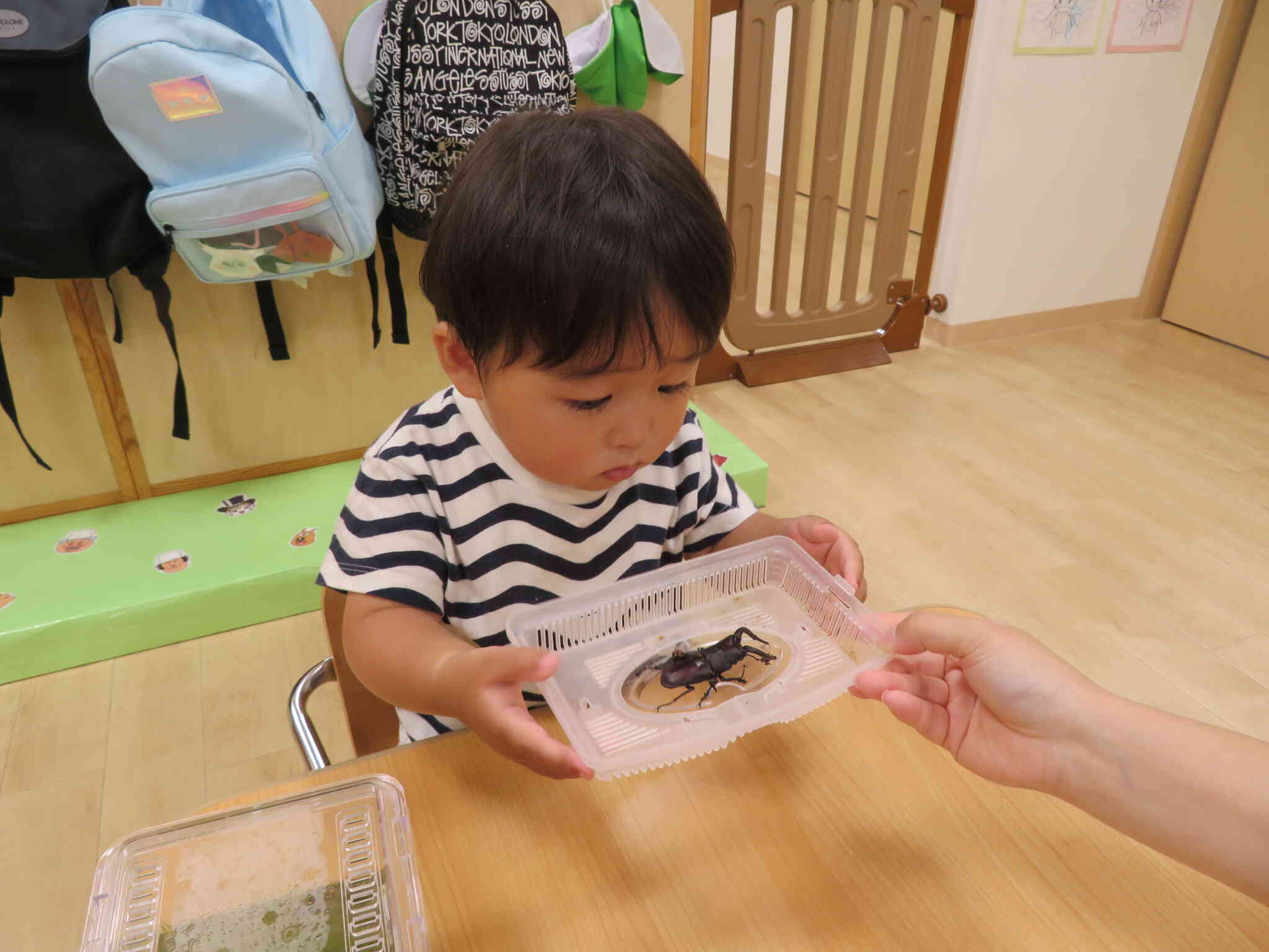 大きいクワガタに驚き！！ずーっと見ていても飽きないんですね。