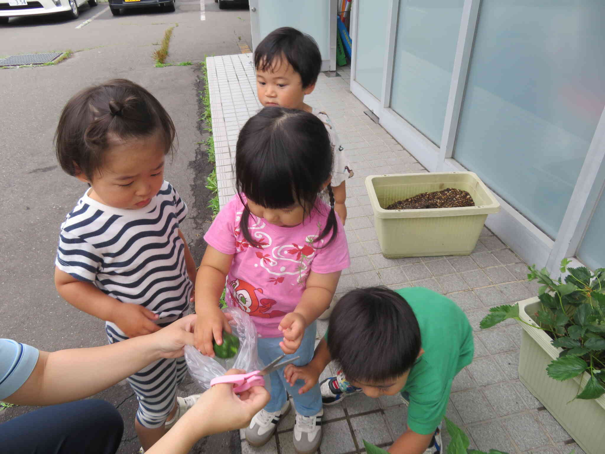 夏野菜、ついに収穫！！