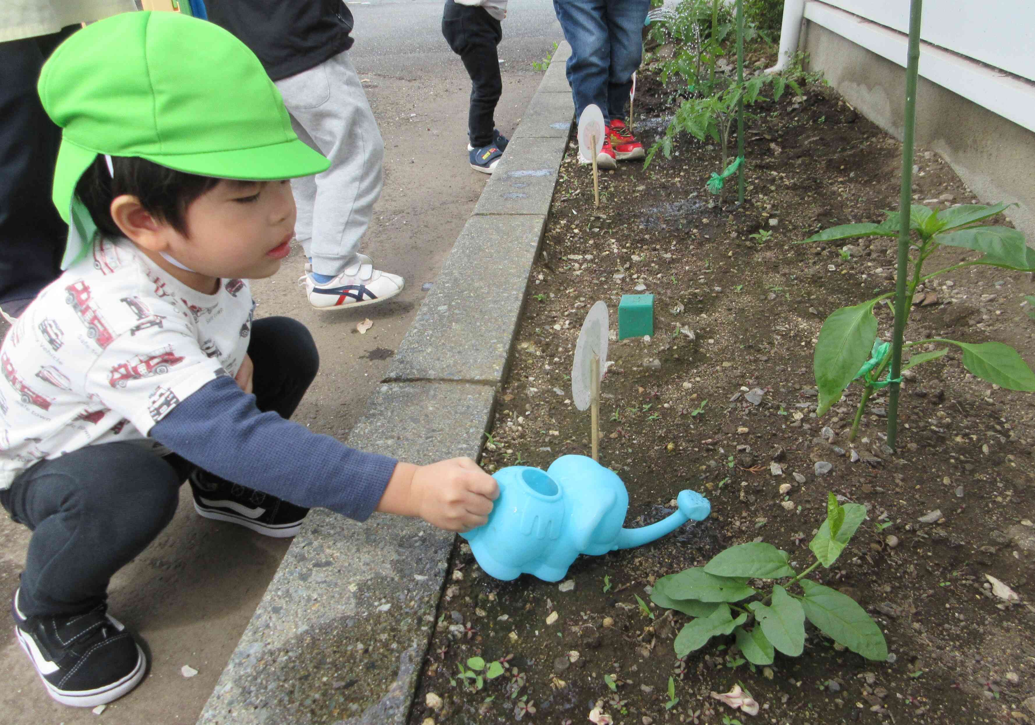 これは何の野菜の苗だったかなぁ～
