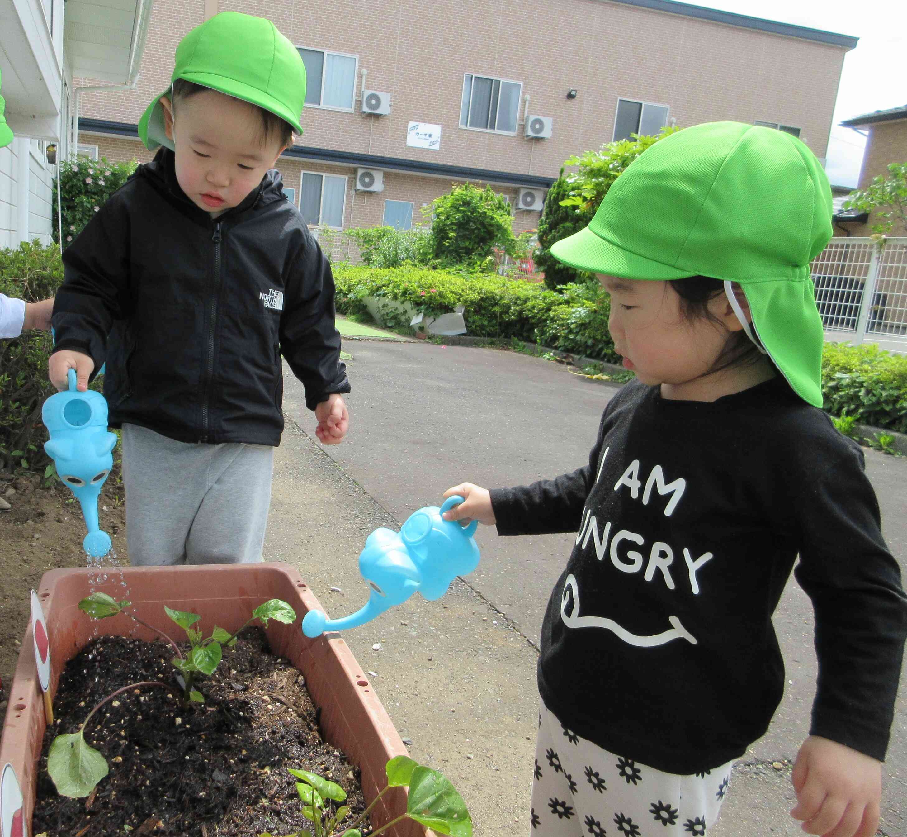 土の中でさつまいも育っているかなぁ～