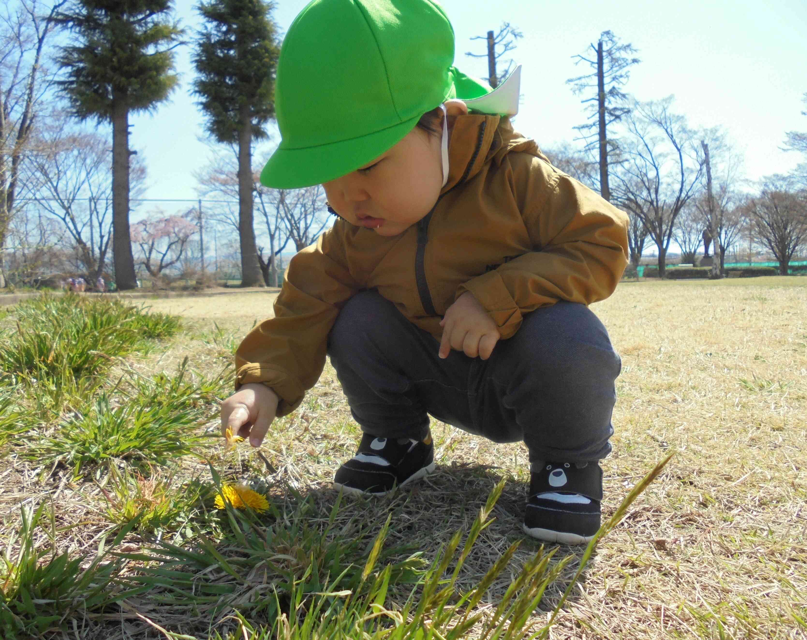 あっ！ たんぽぽ み～つけた。