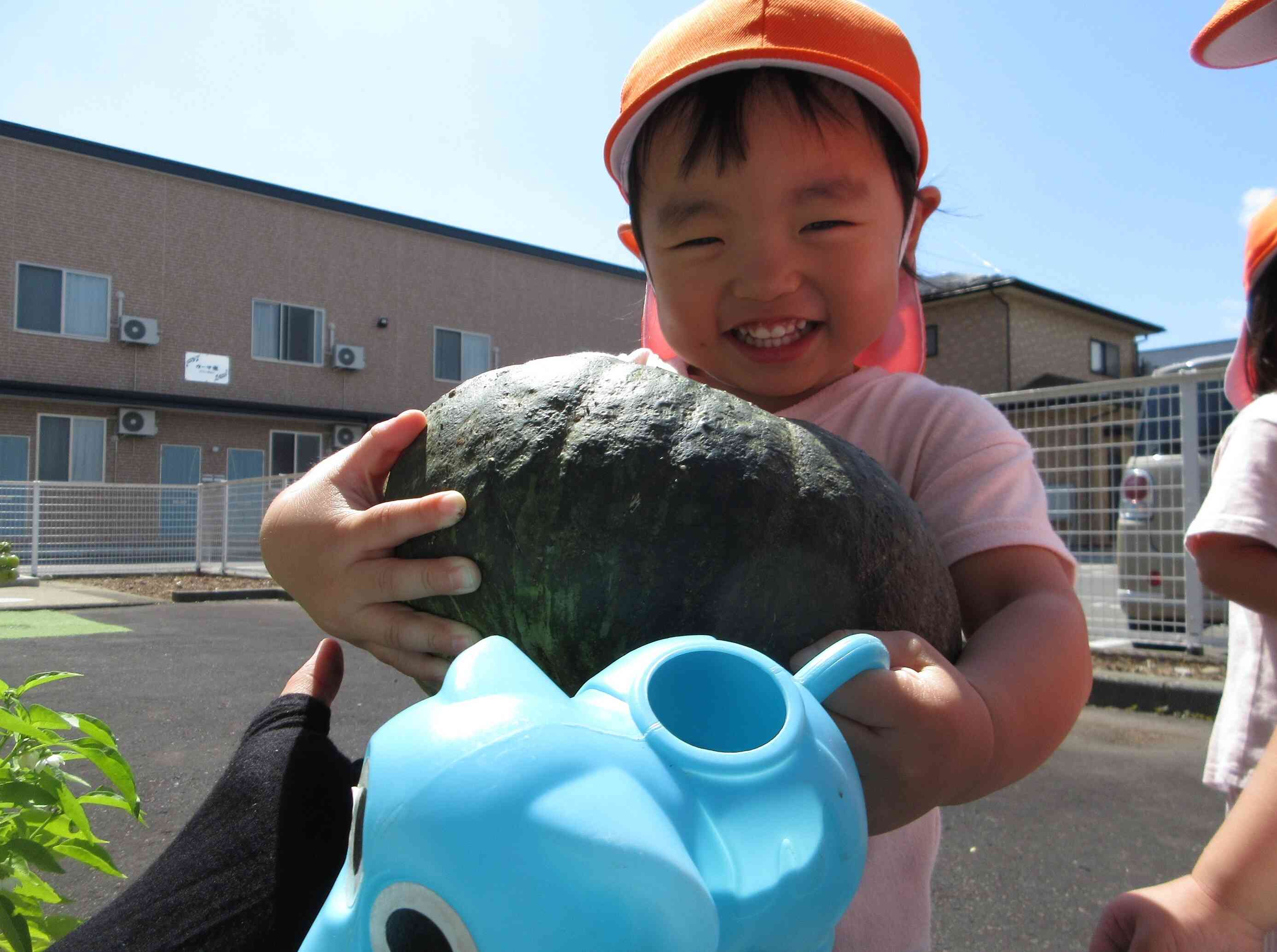 野菜の収穫