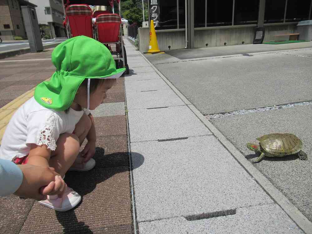 カメさんとにらめっこ‼