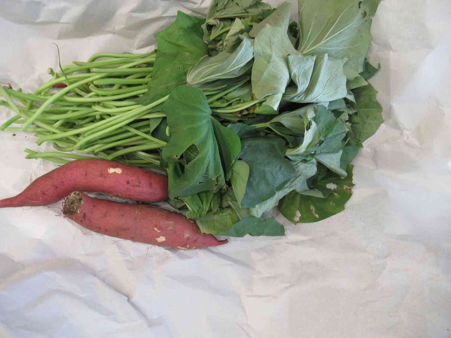 収穫できたね！