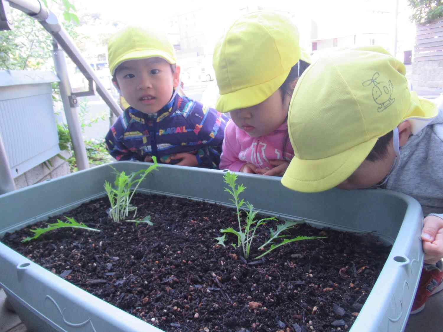 水菜の成長見守り隊✨