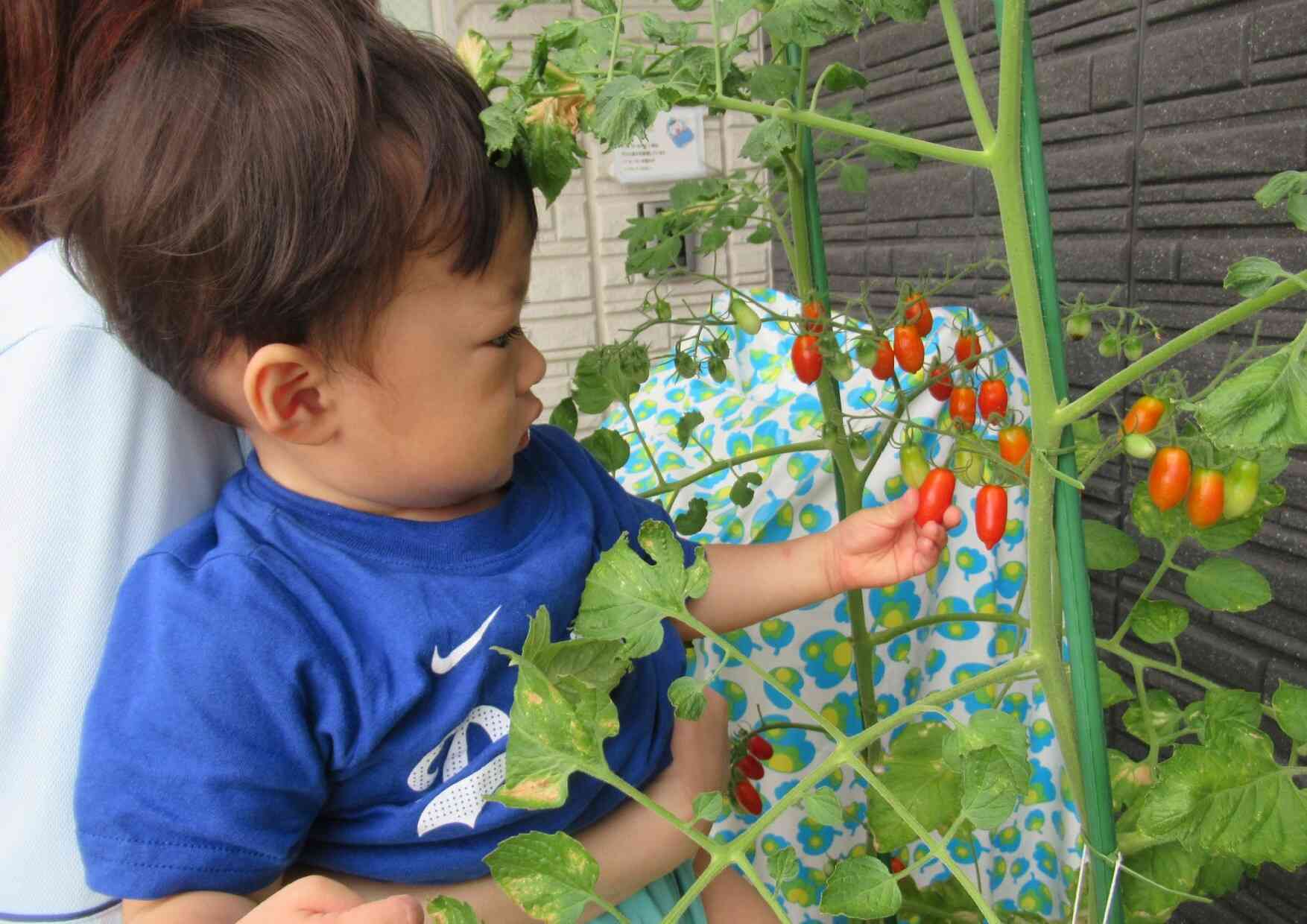 玄関で野菜を育てています！