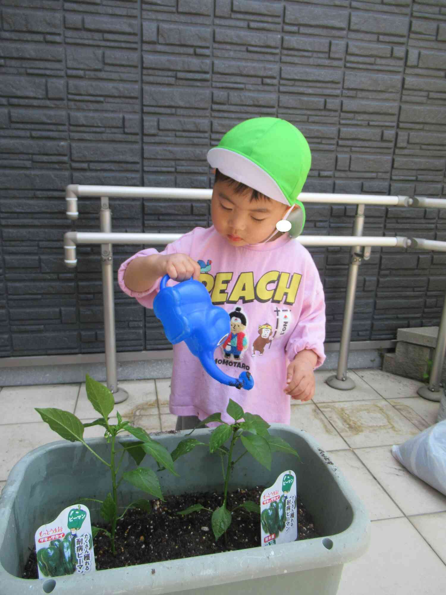ピーマンの苗植え♪