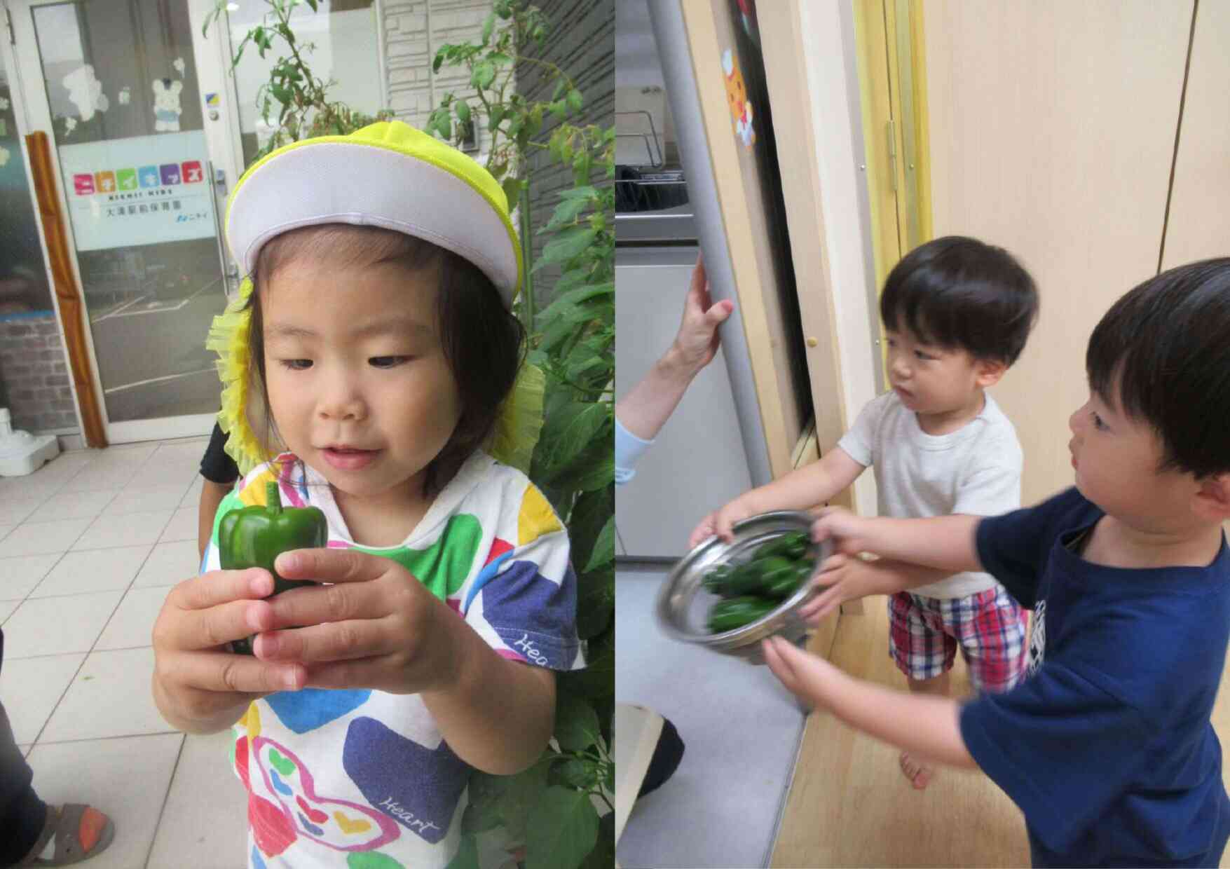玄関先で野菜を育てています!たくさんとれたね!