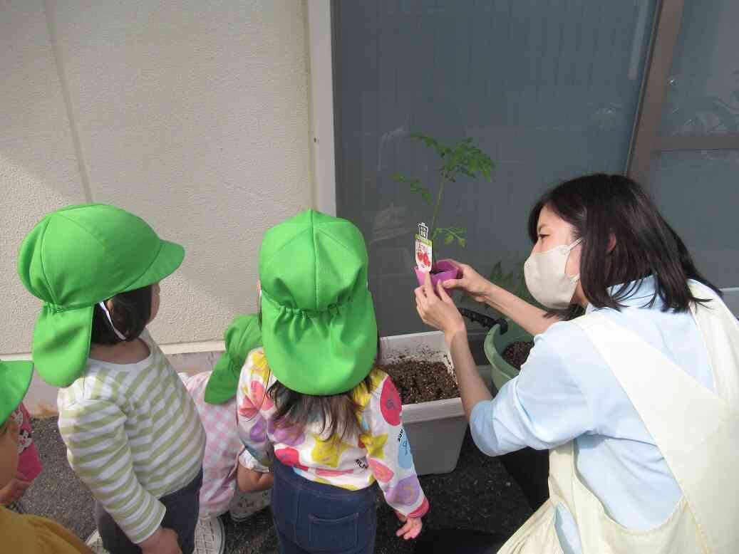 夏野菜「ピーマン」と「トマト」を植えました！