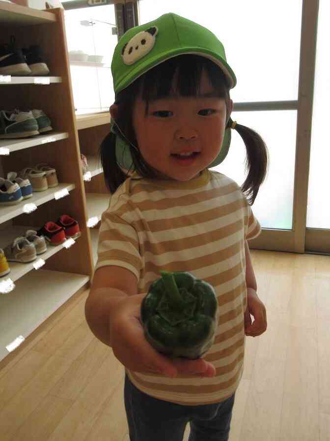 夏野菜の初収穫～ピーマン～