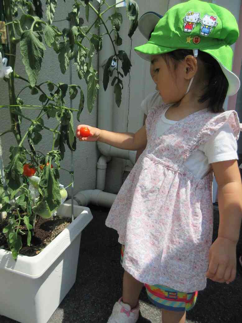 夏野菜がいっぱい採れました！