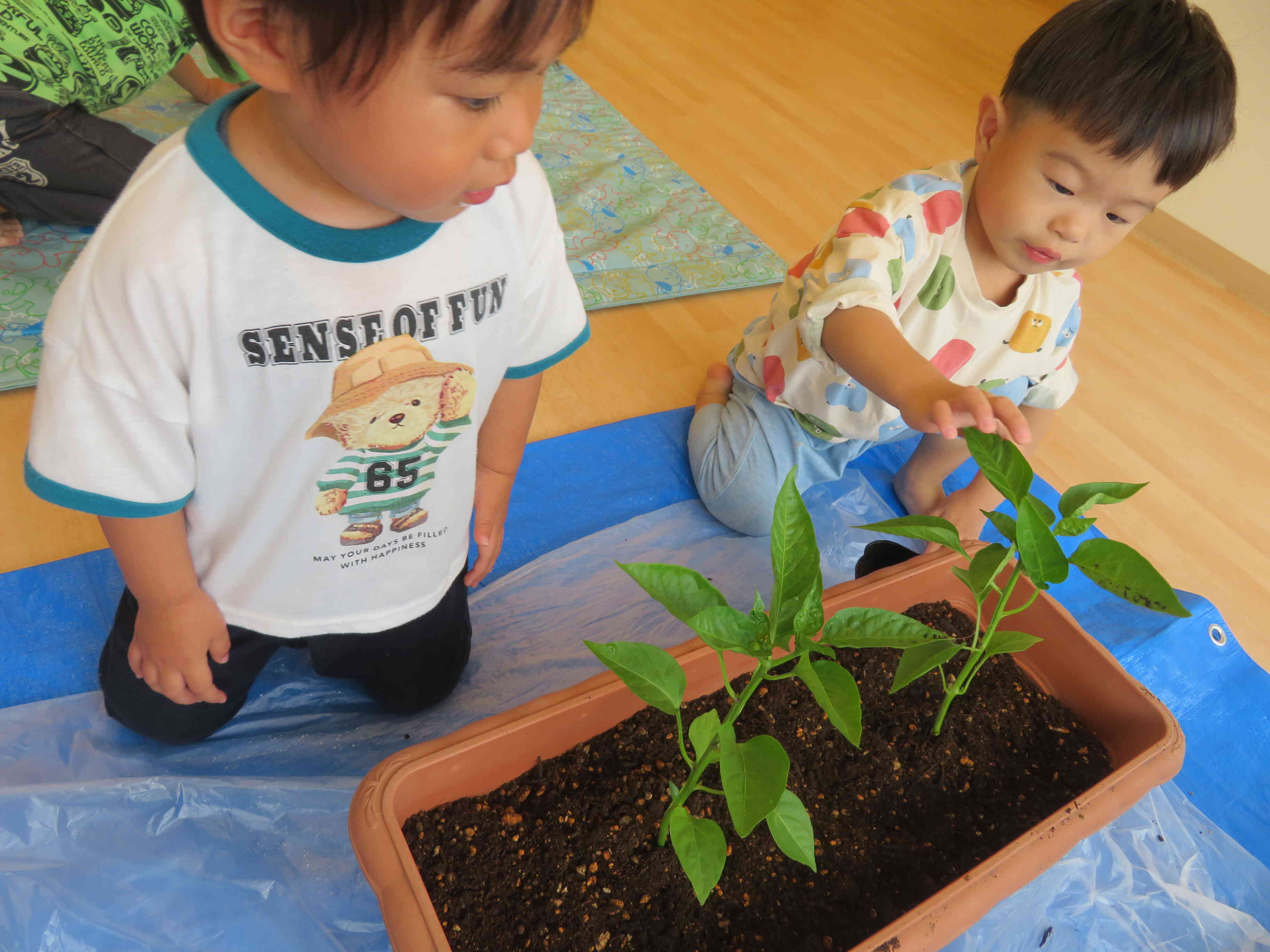 食育【ピーマンの苗植え】