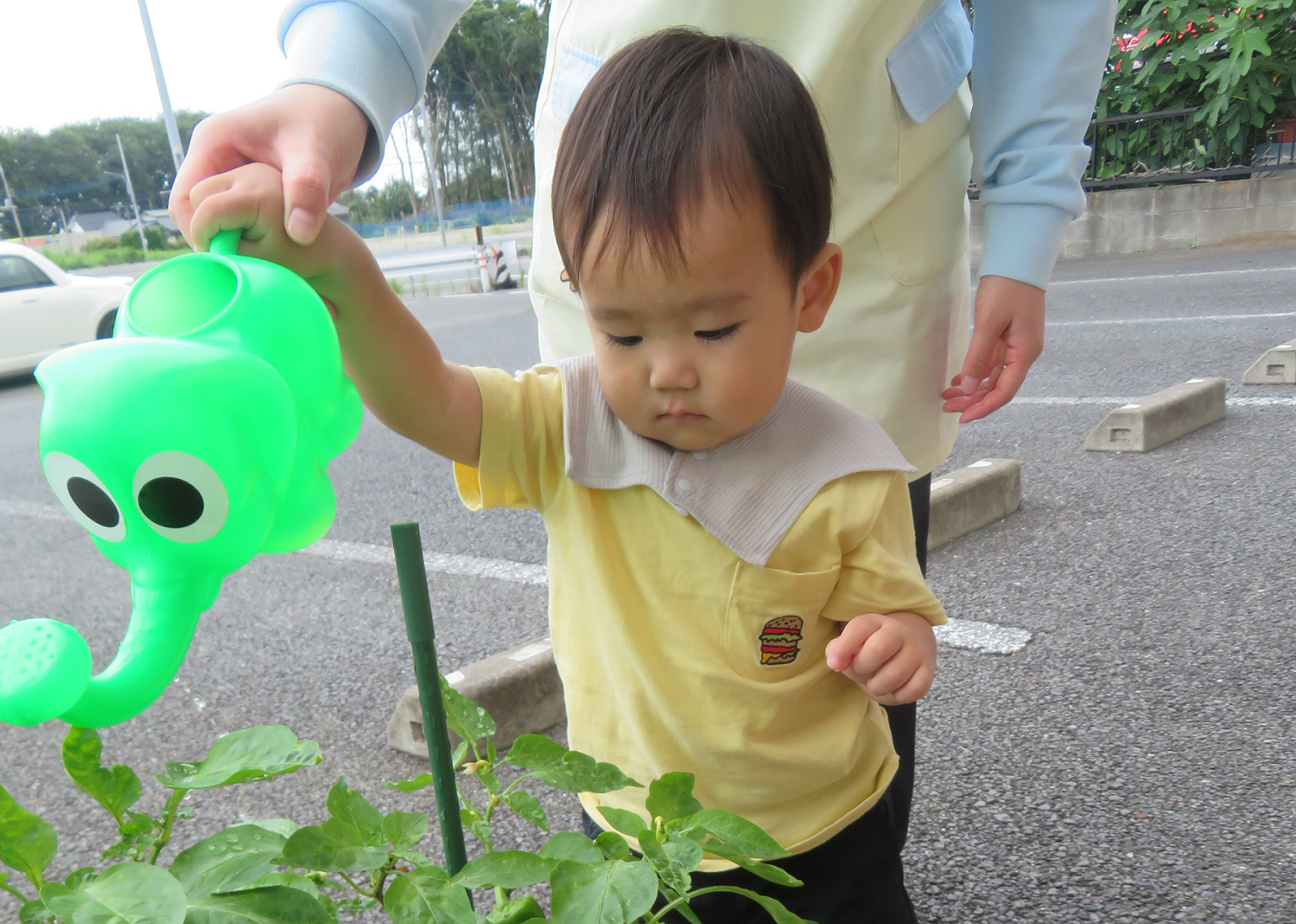 ピーマン どうなったかな？