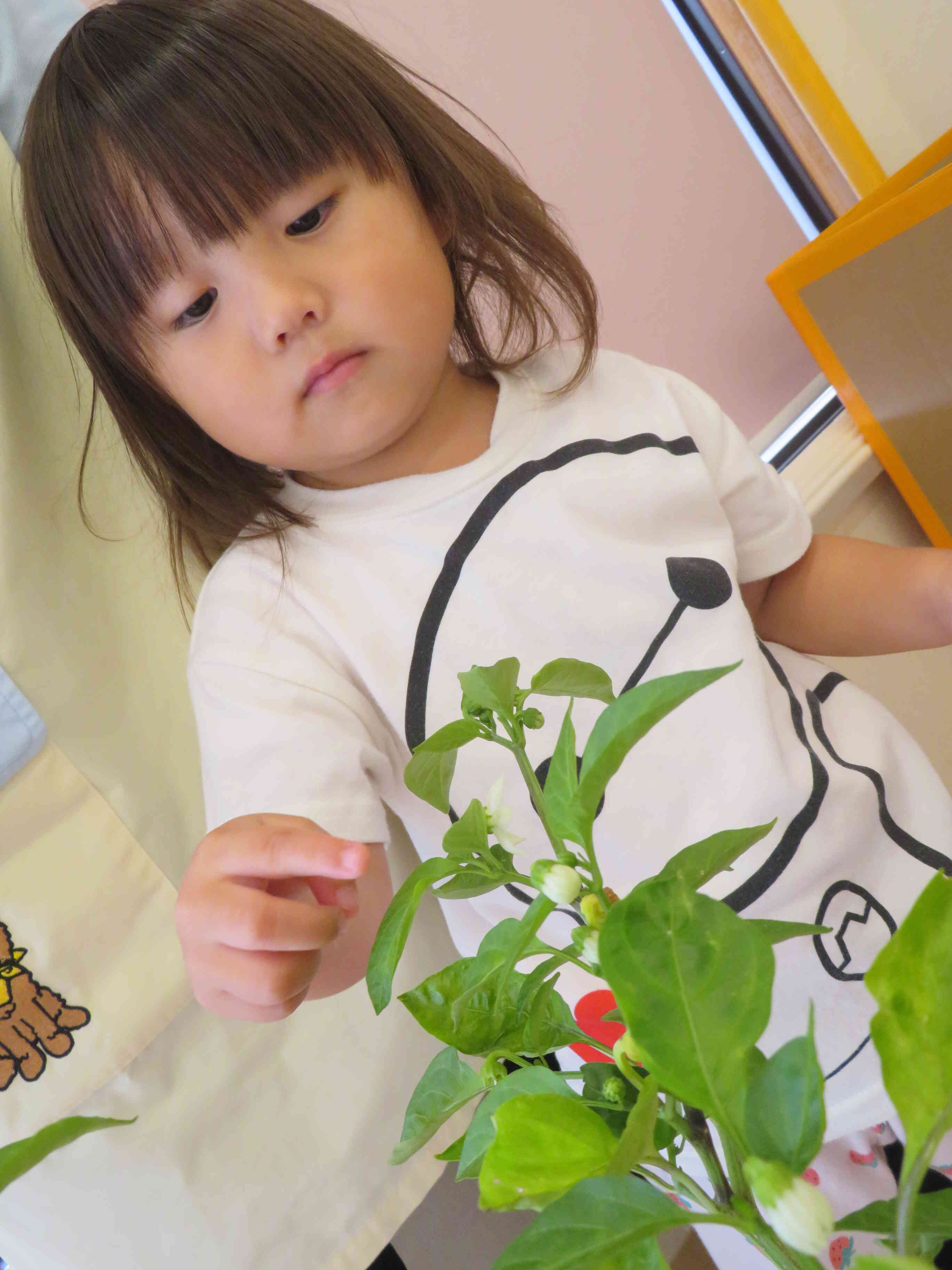 お花が咲いてる！