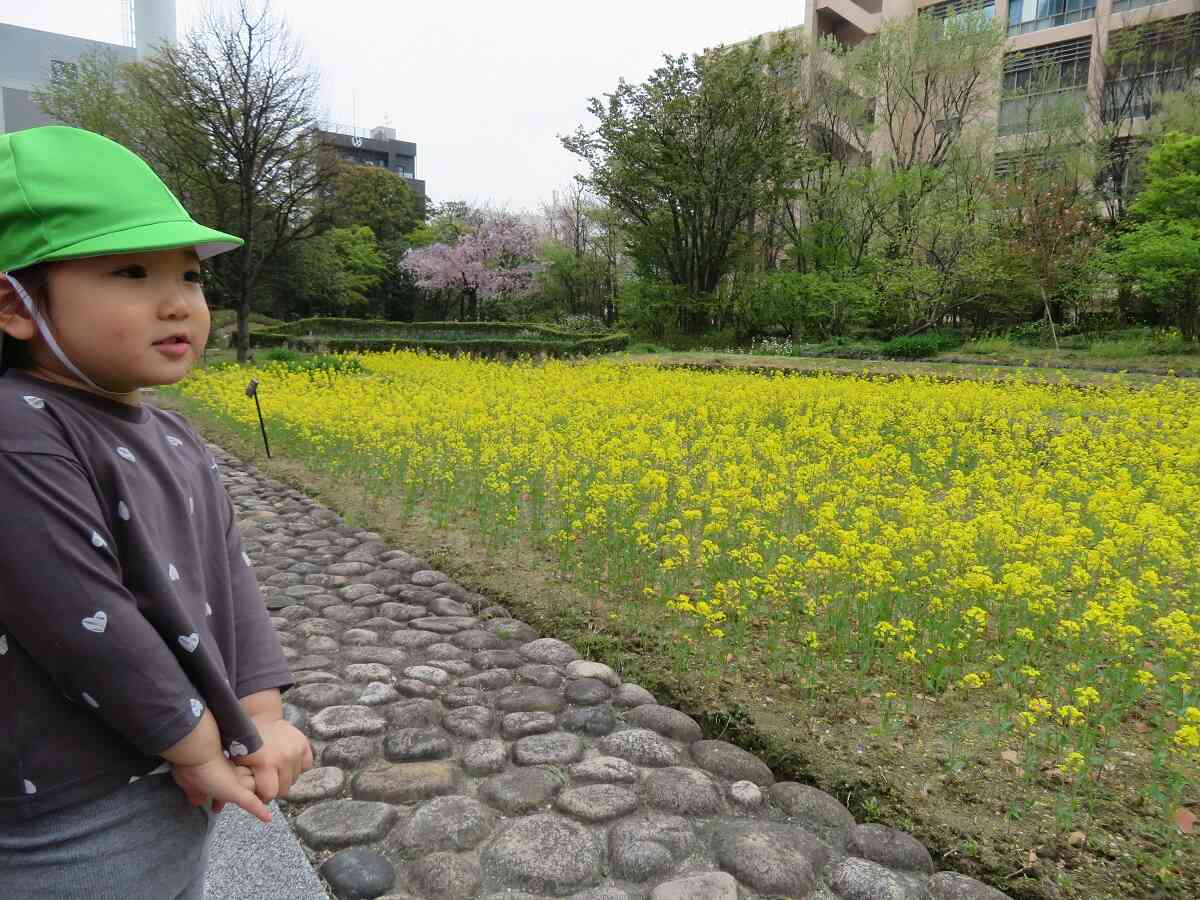菜の花が綺麗に咲いていました