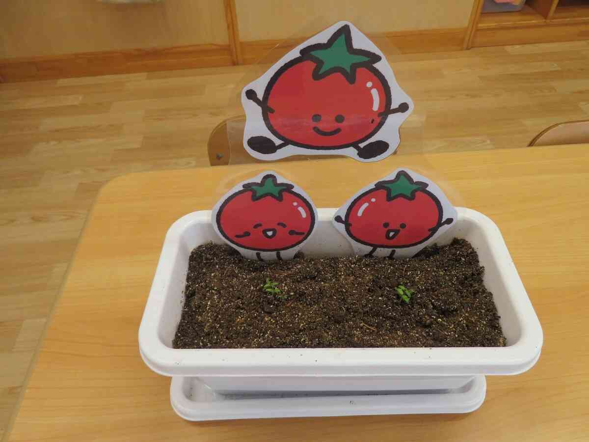 芽が出てきたよ♪