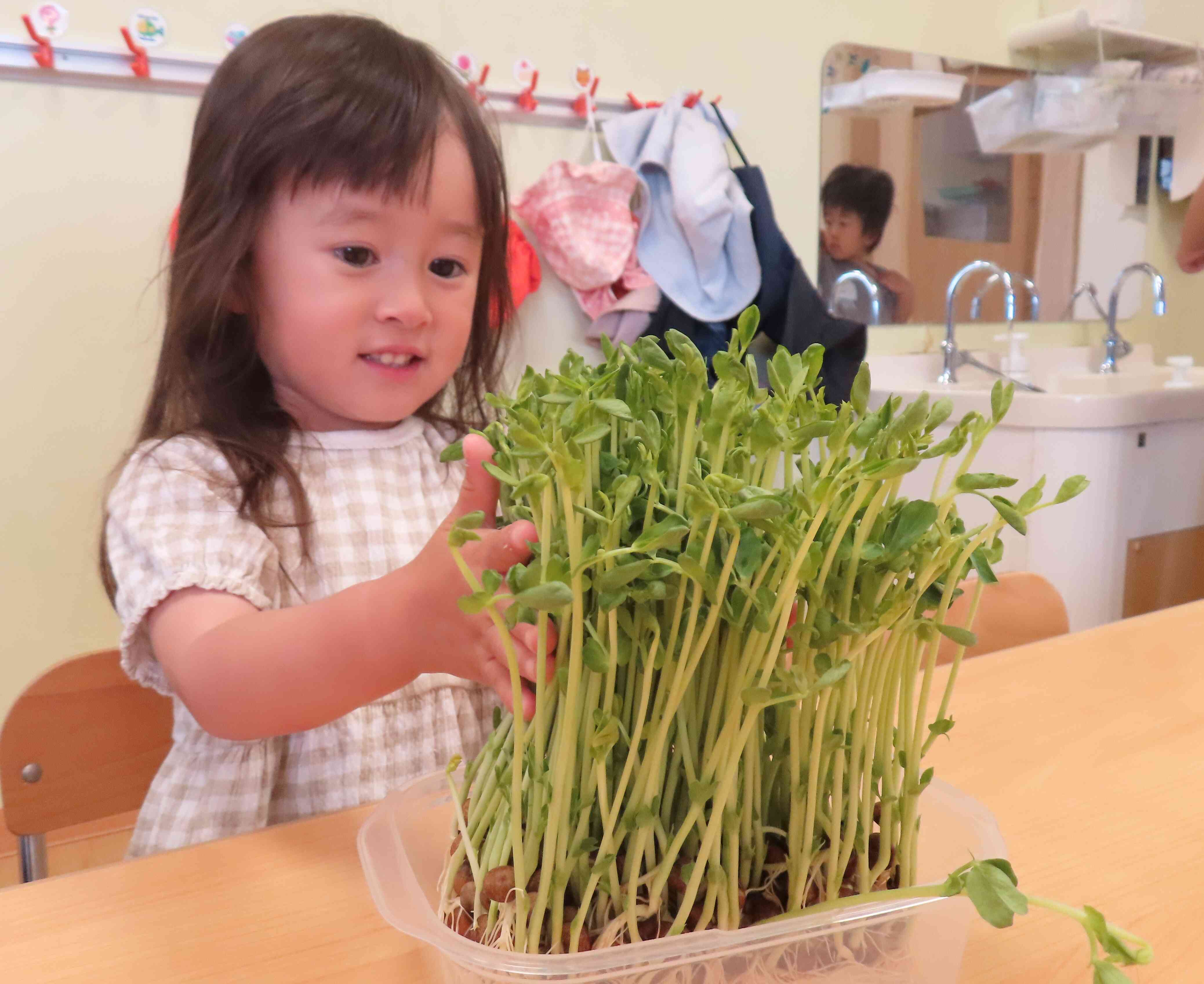 豆苗の再生栽培①