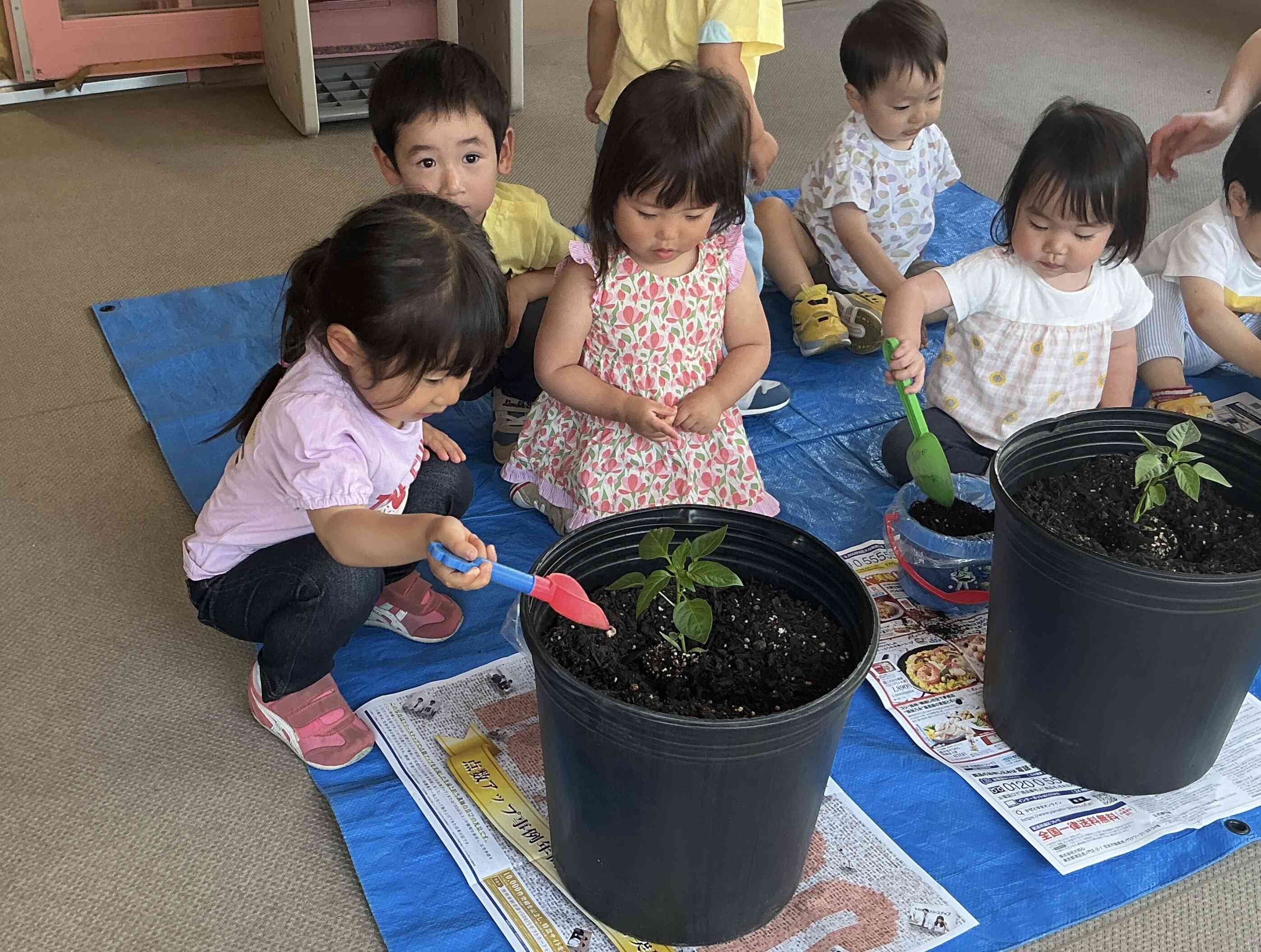 苗植え