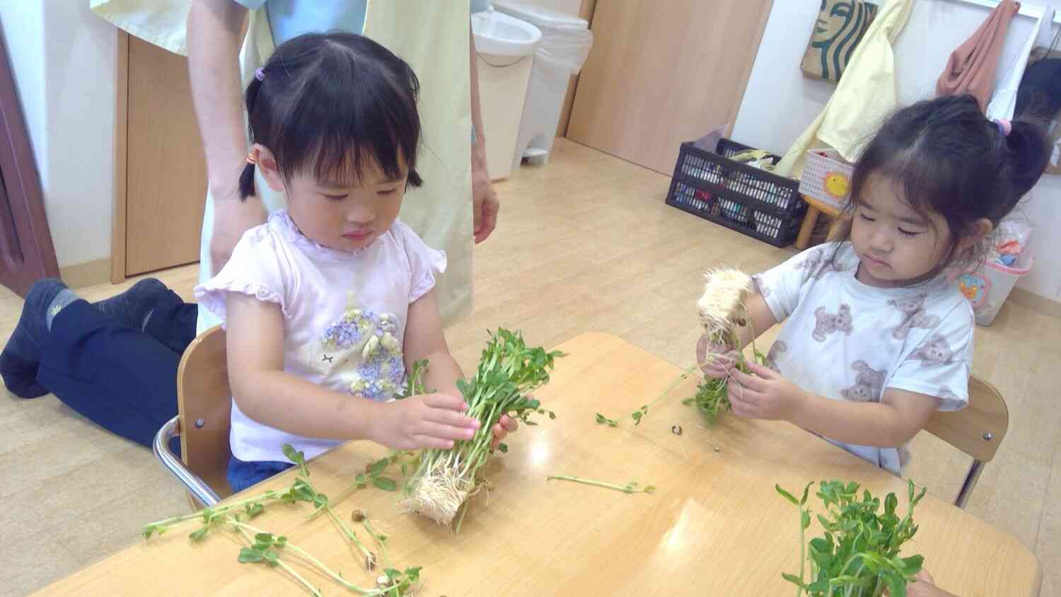 食育　豆苗に触れてみました。