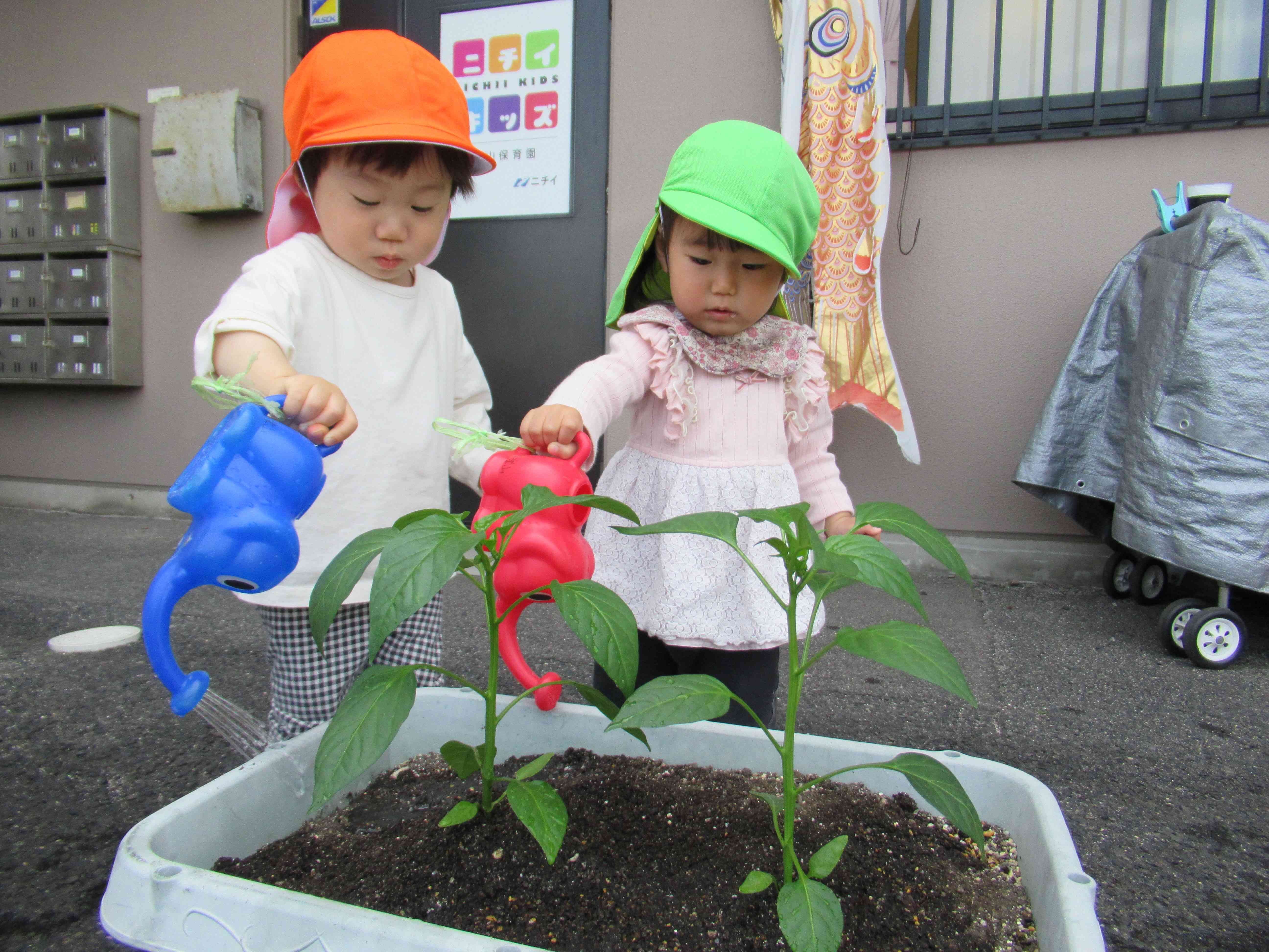 夏野菜を植えたよ～1歳児～