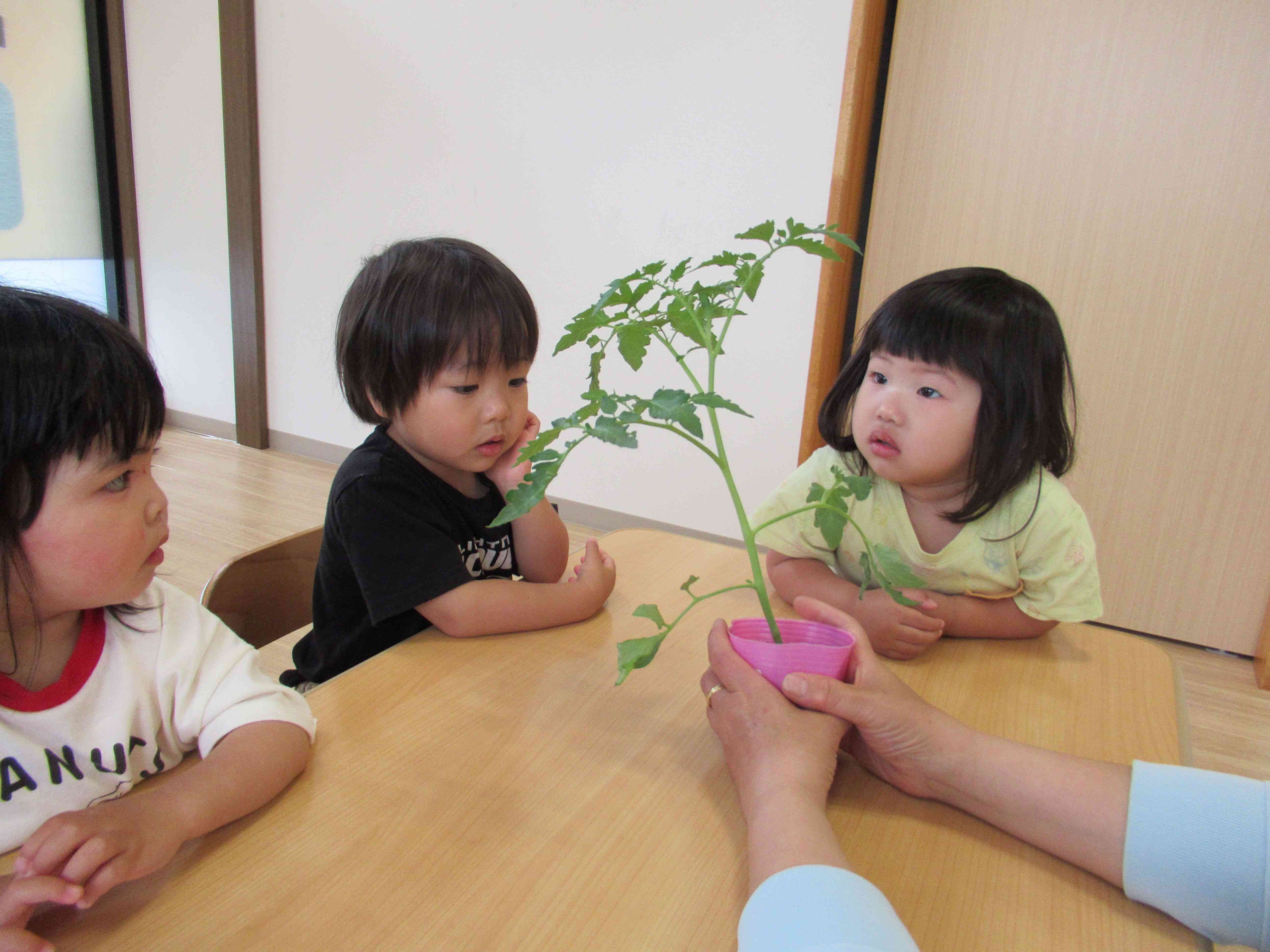 何のお野菜かな？