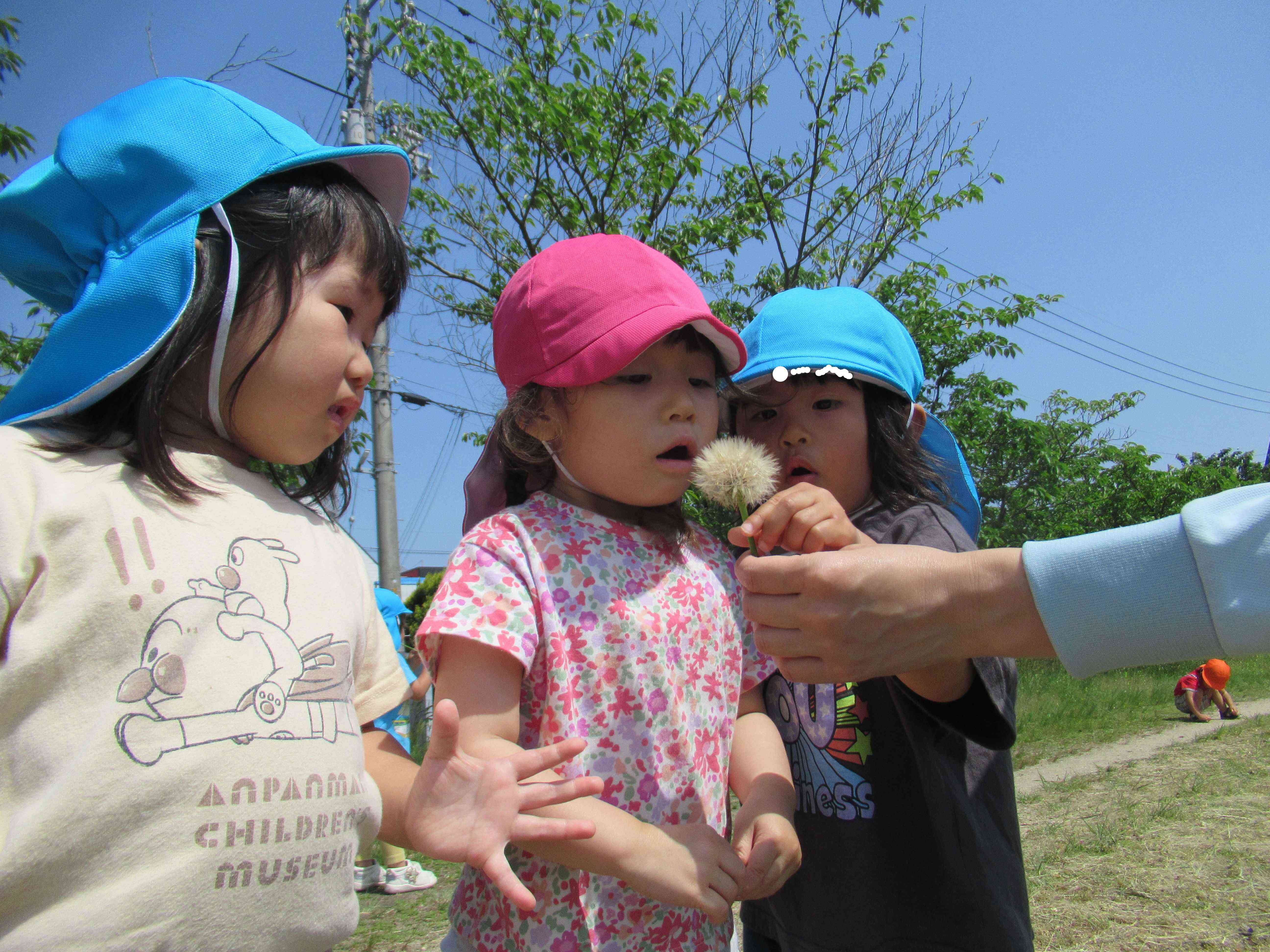 タンポポ　ふ～っ‼