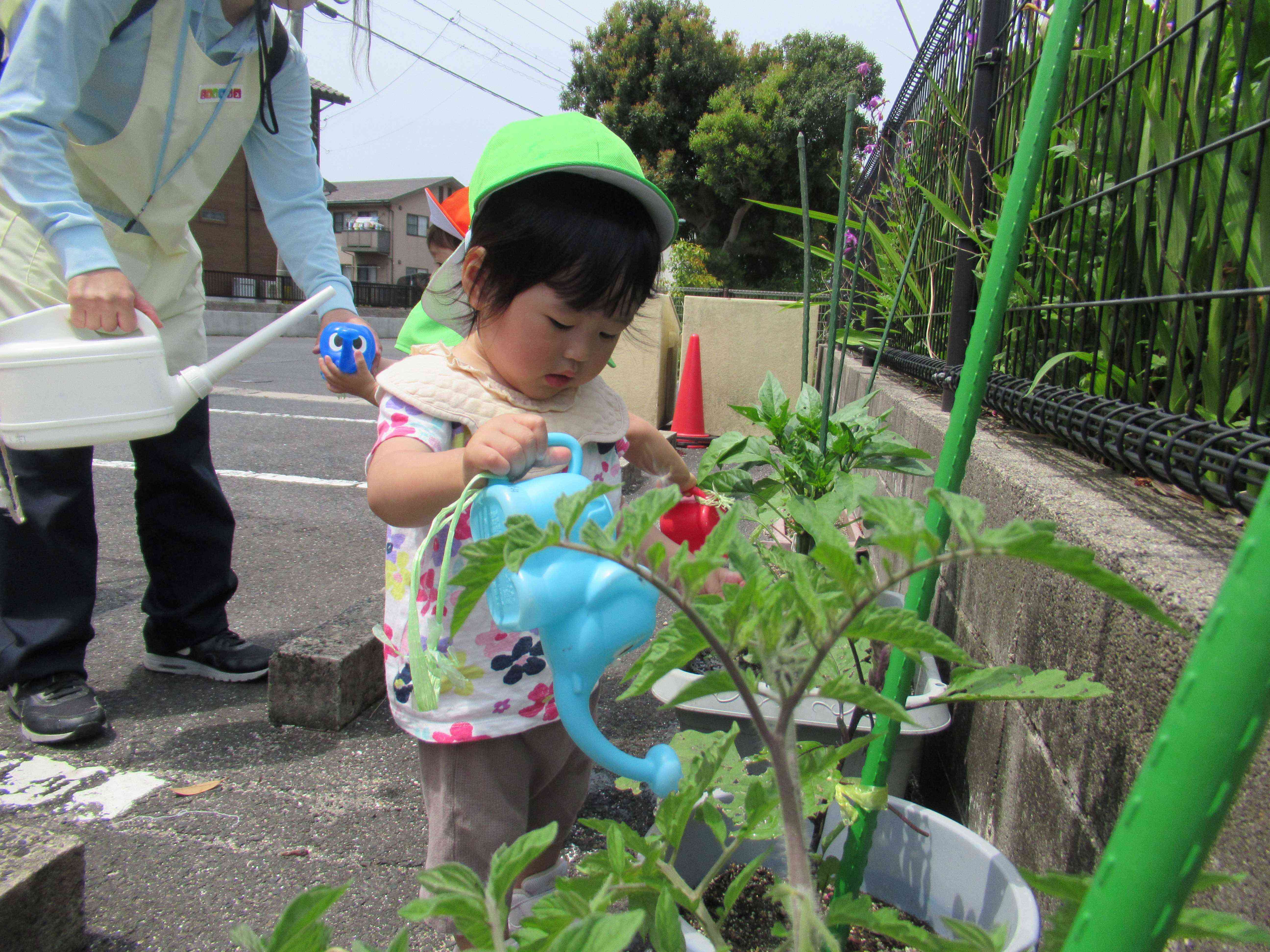 野菜の水やり