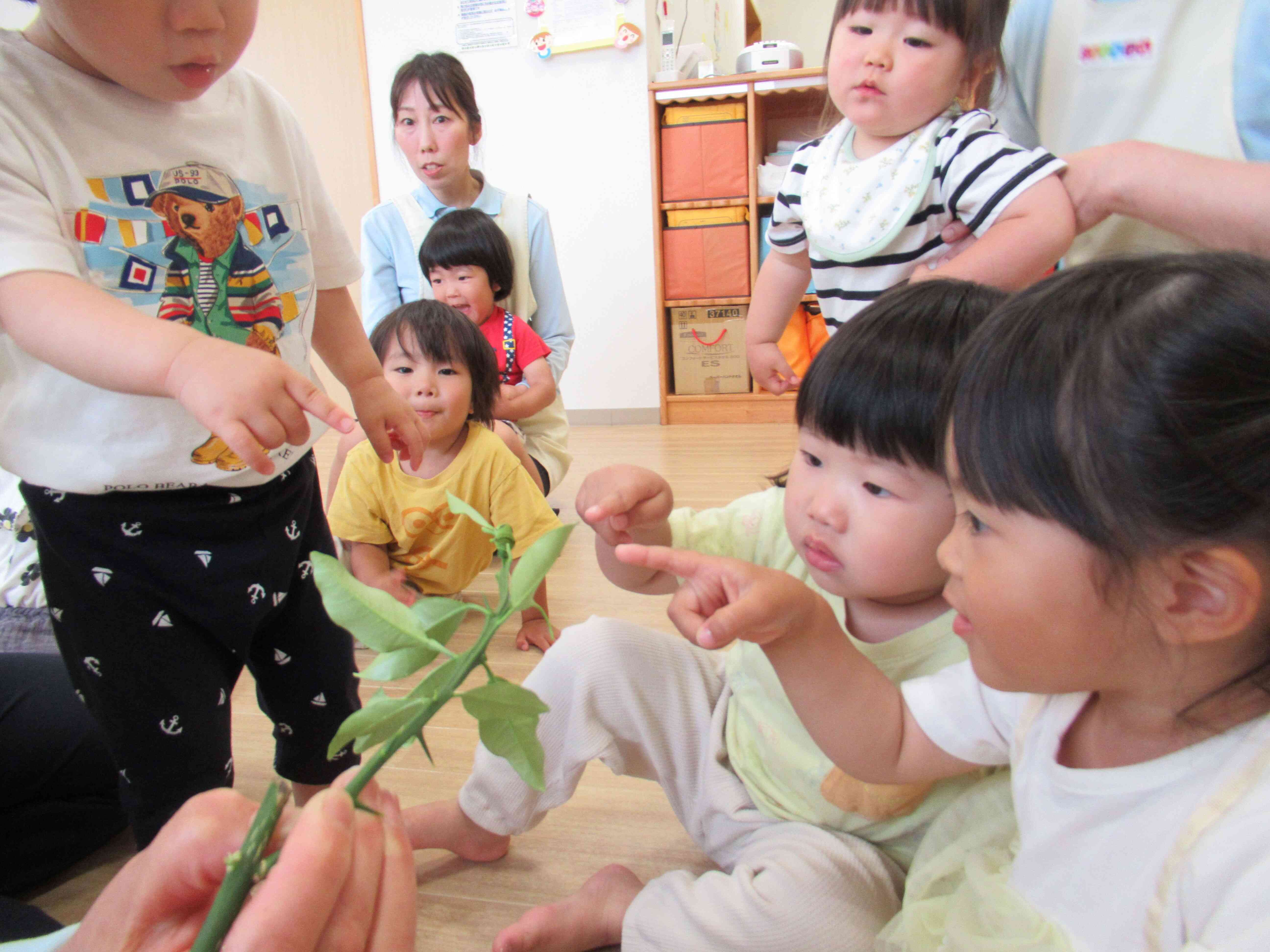 アゲハ蝶の幼虫