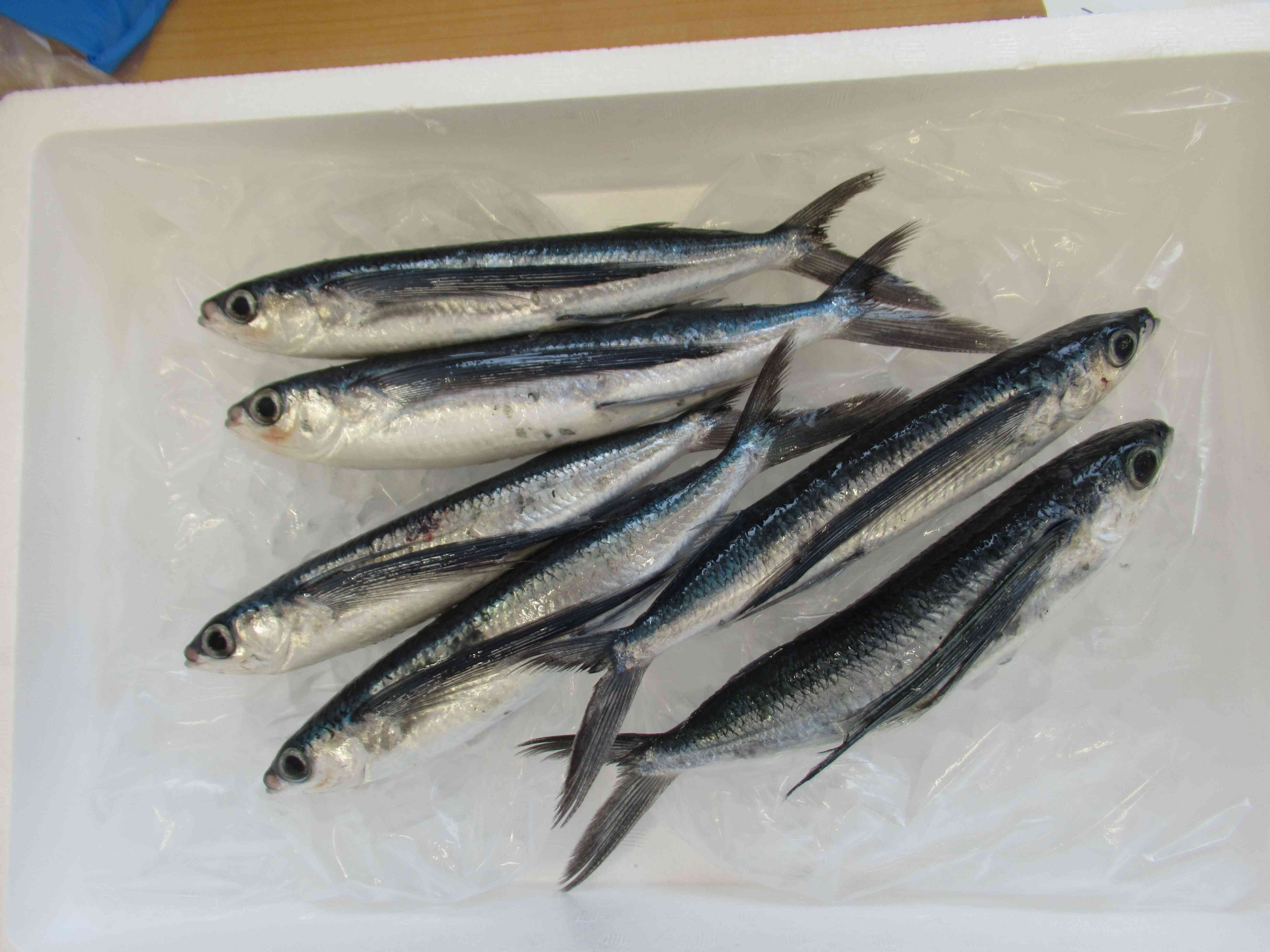 今が旬の飛び魚です。