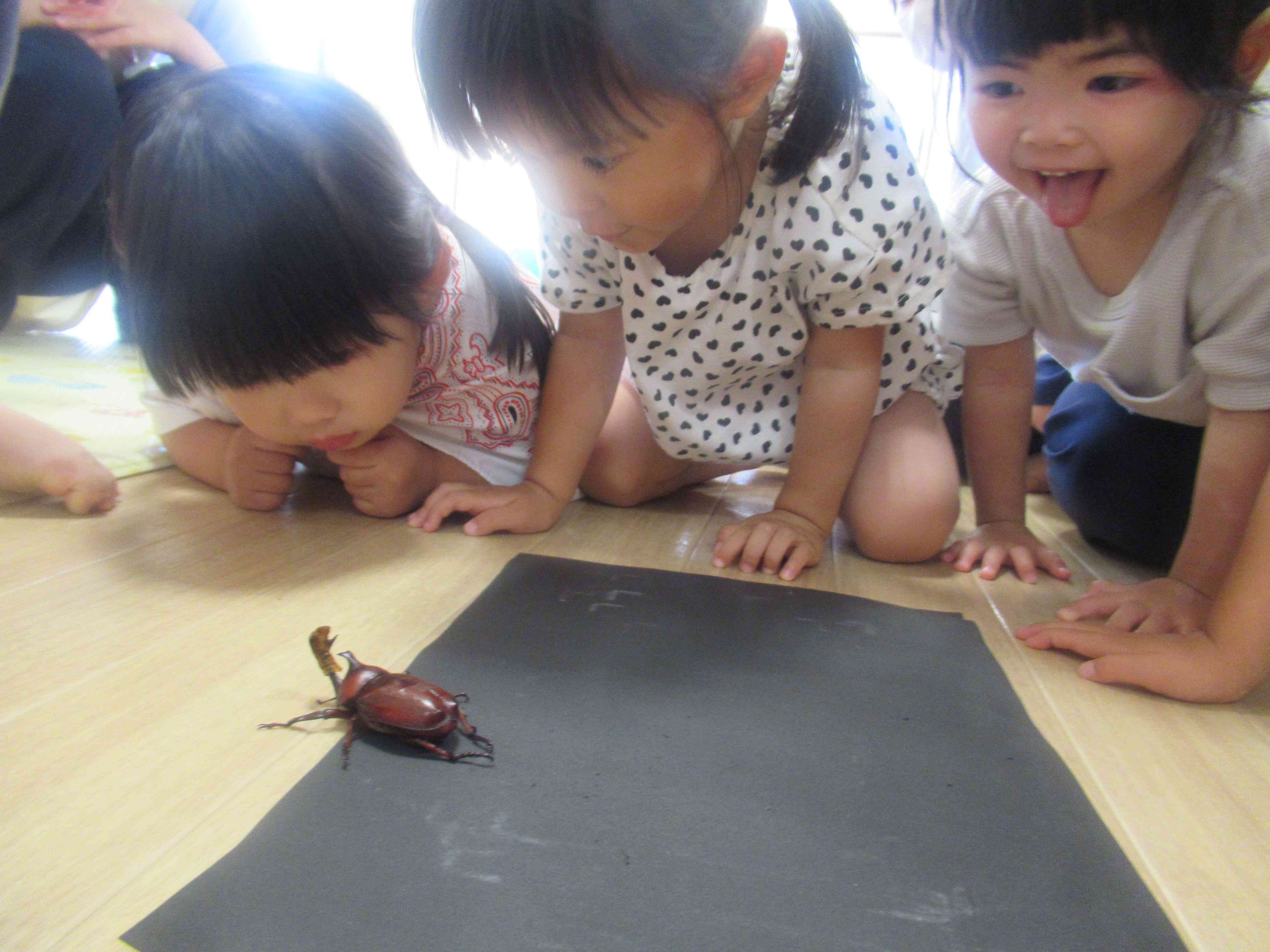 土からカブトムシが出てきたよ