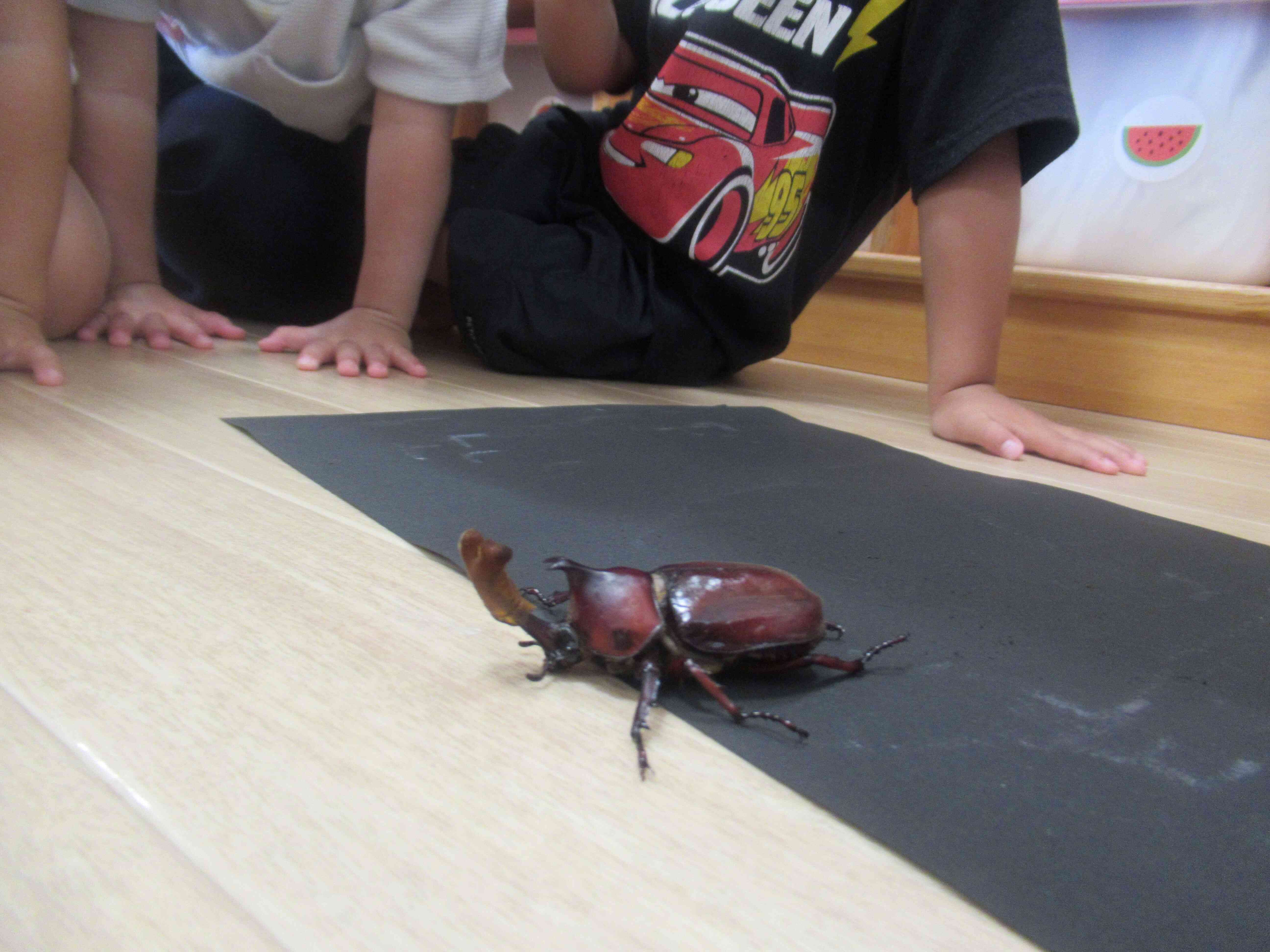 カブトムシが出てきたよ