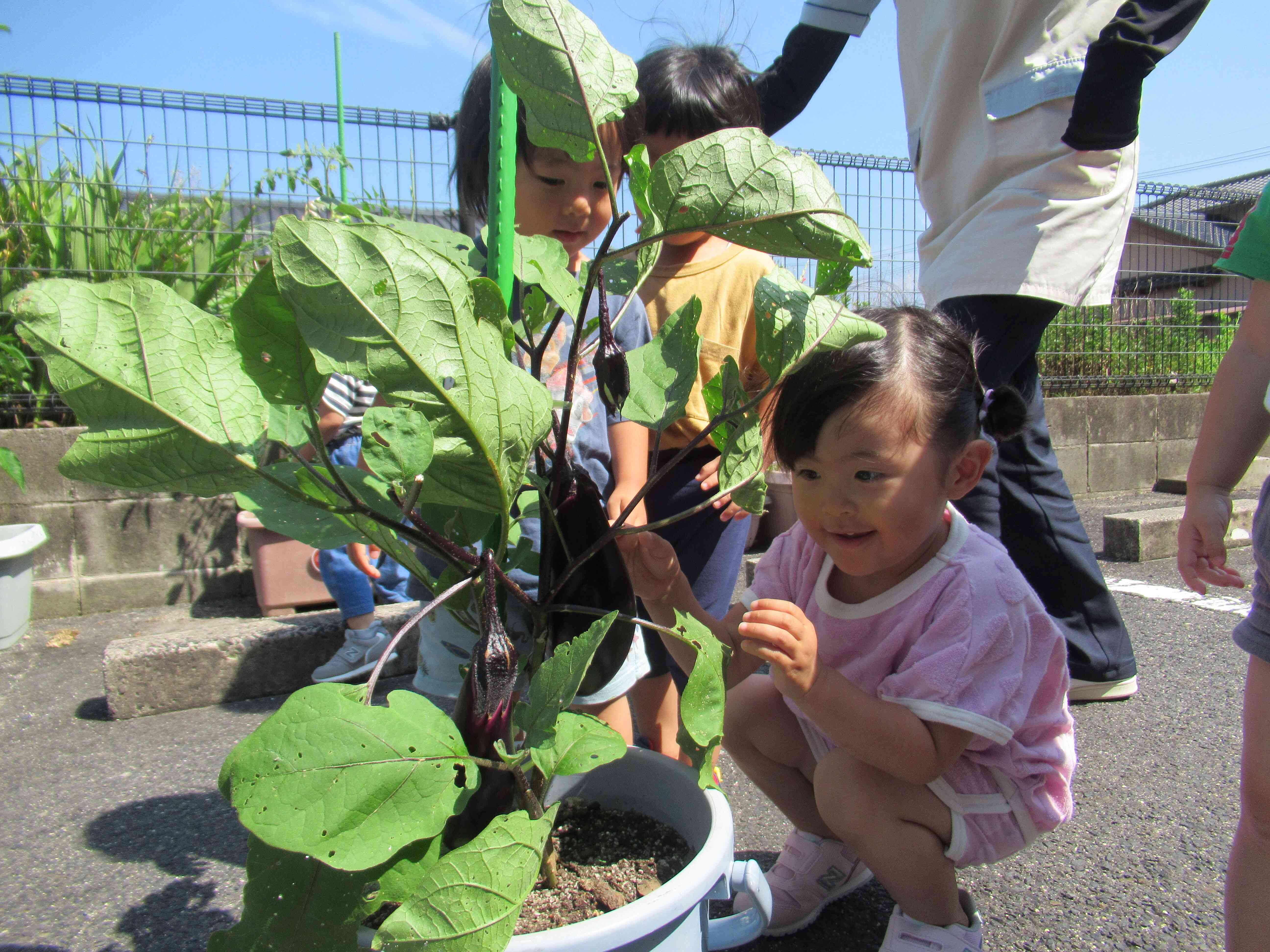 「ここにあるよ」「おおきくなってるよ」