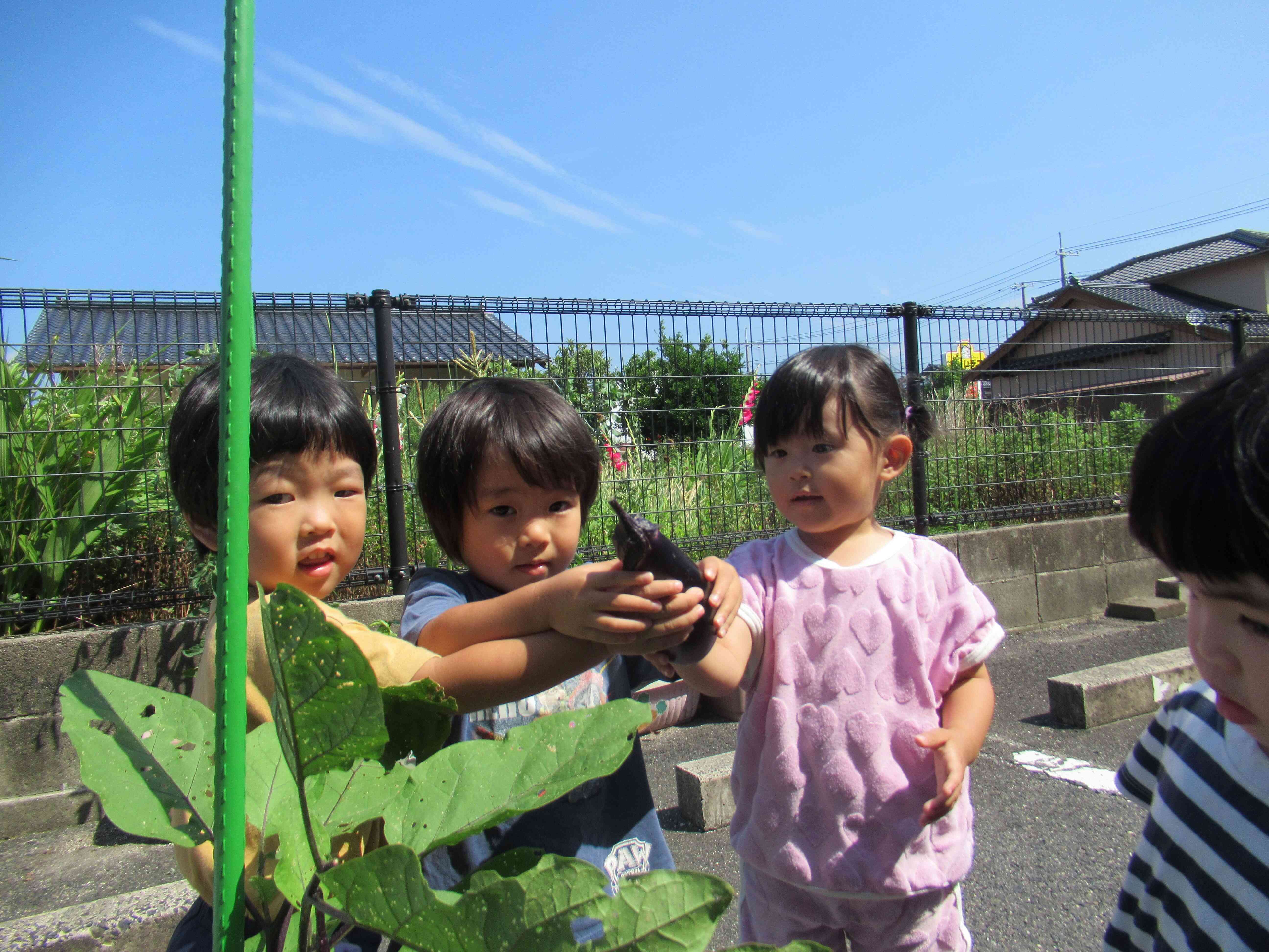 夏野菜を収穫しました。