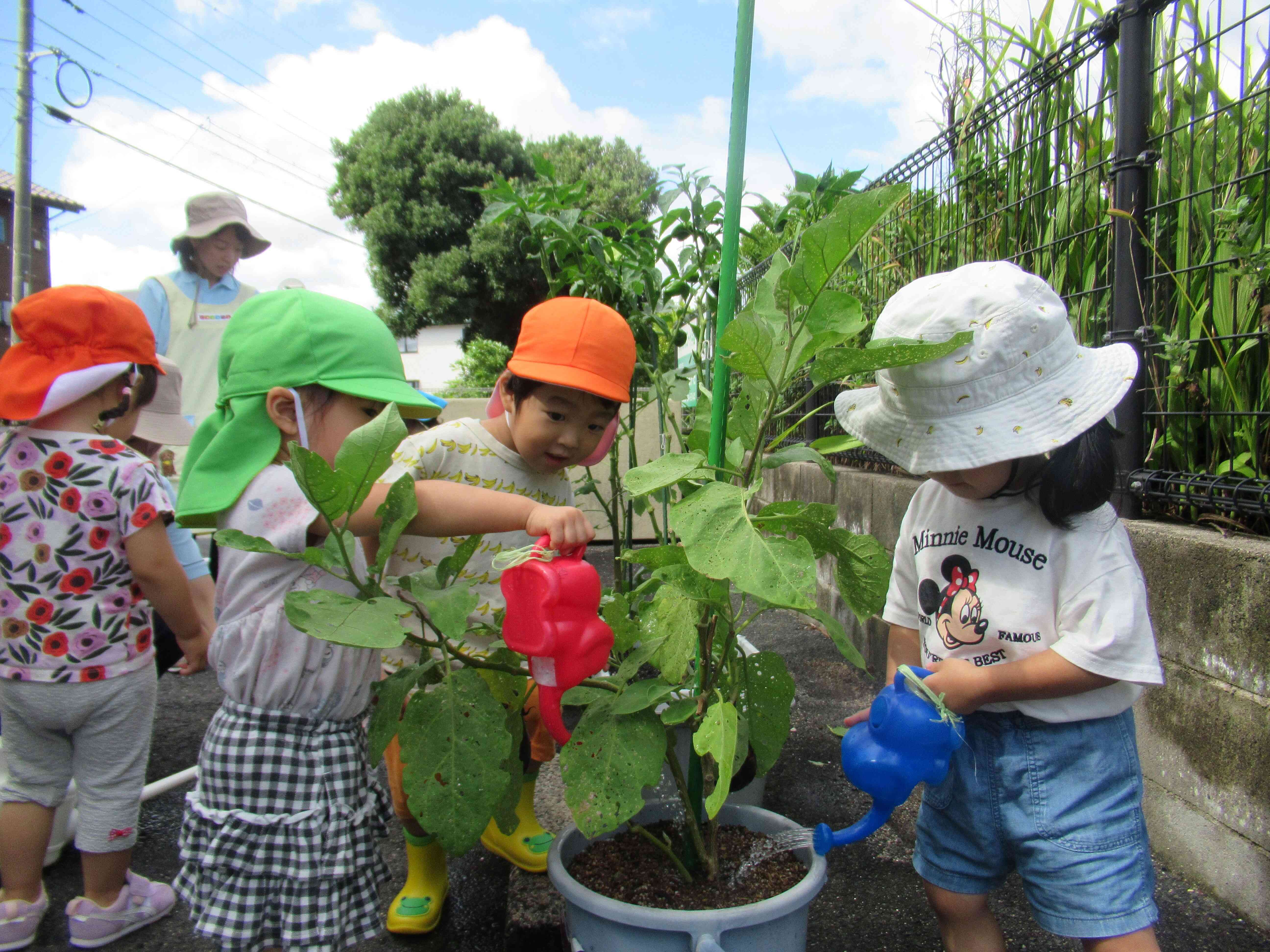 野菜がたくさんできてるよ
