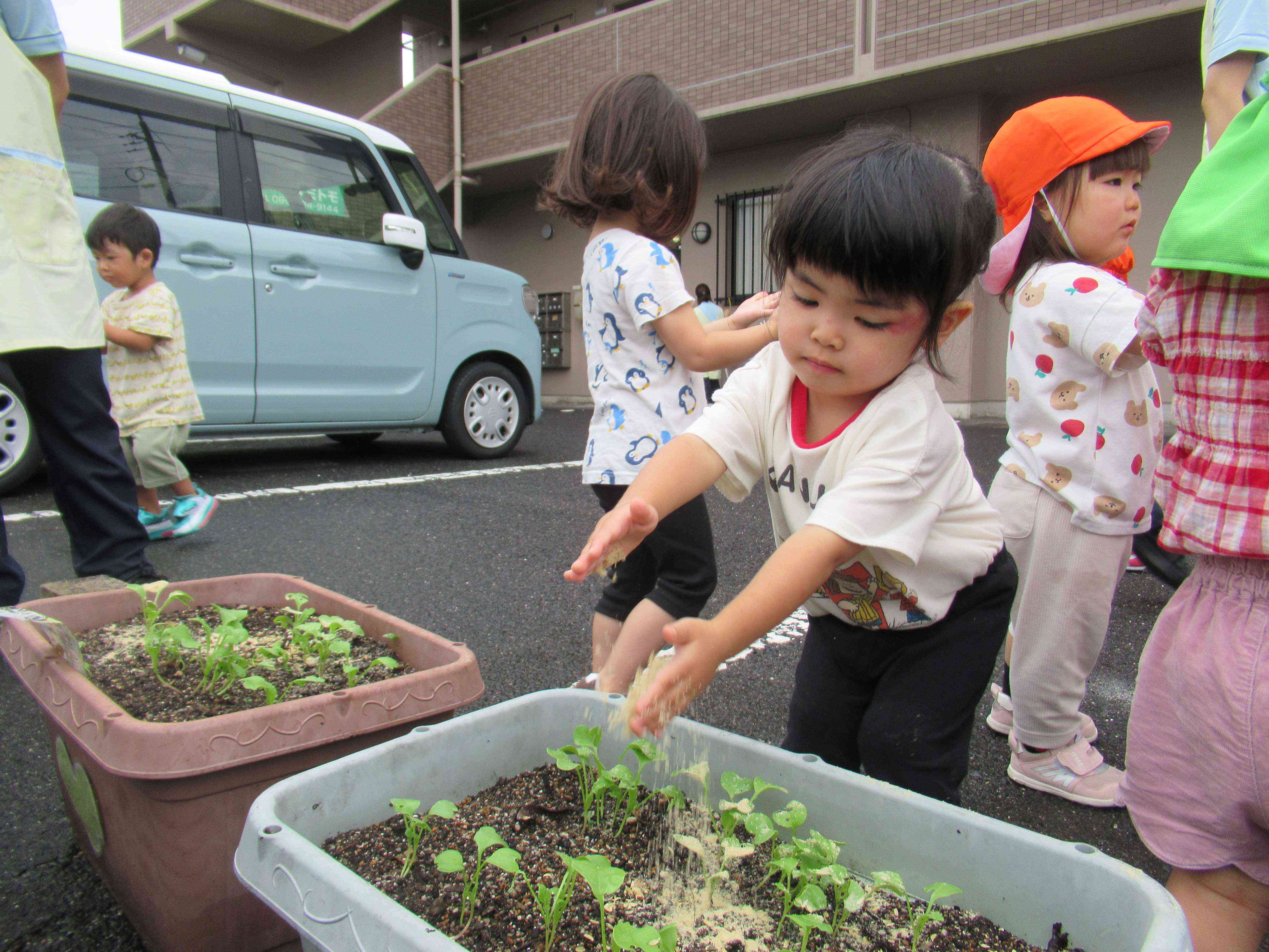 食育で使った籾殻、米ぬかはプランターの野菜の上にまきました。