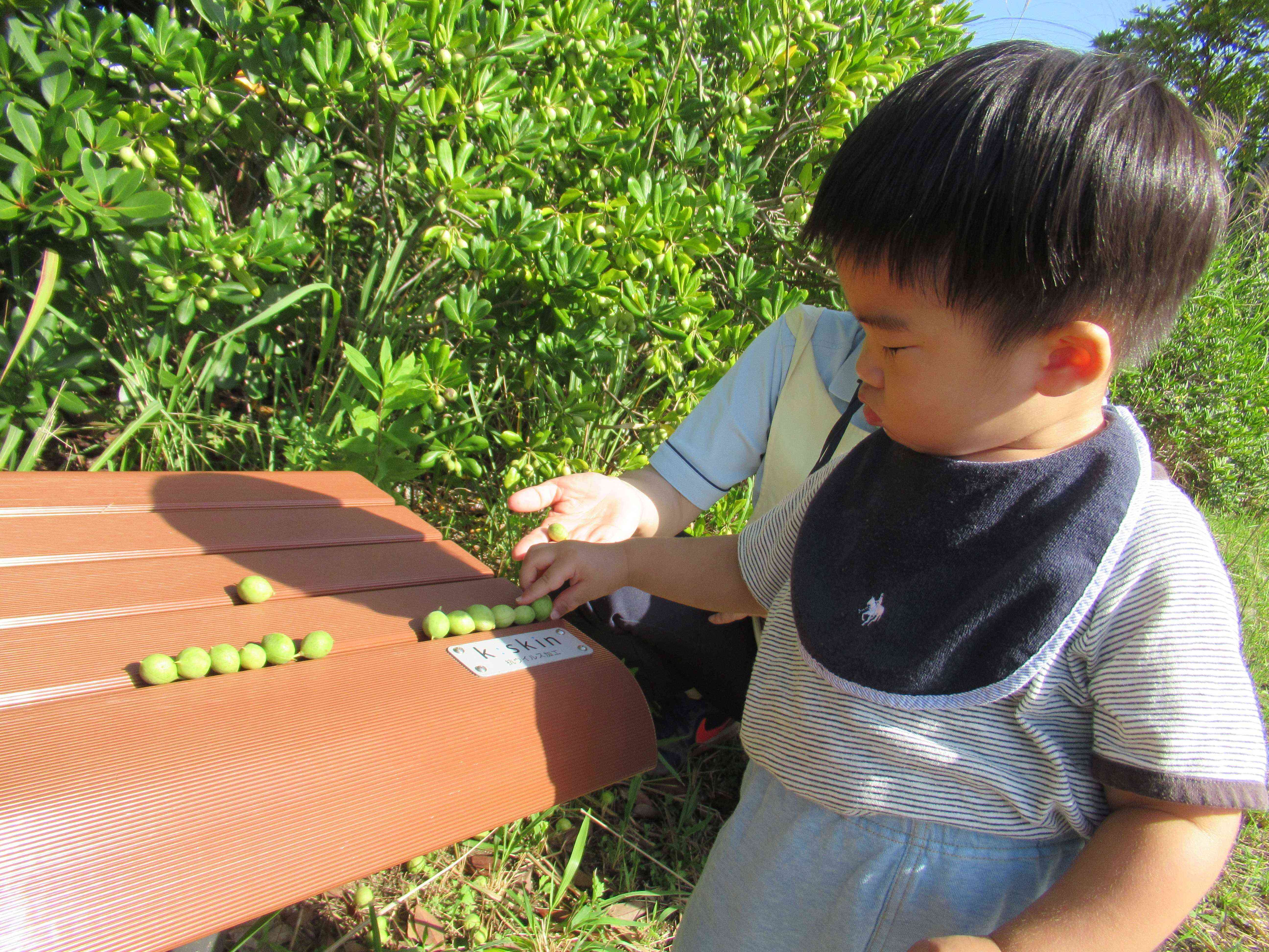 木の実を見つけたよ。並べてみよう。