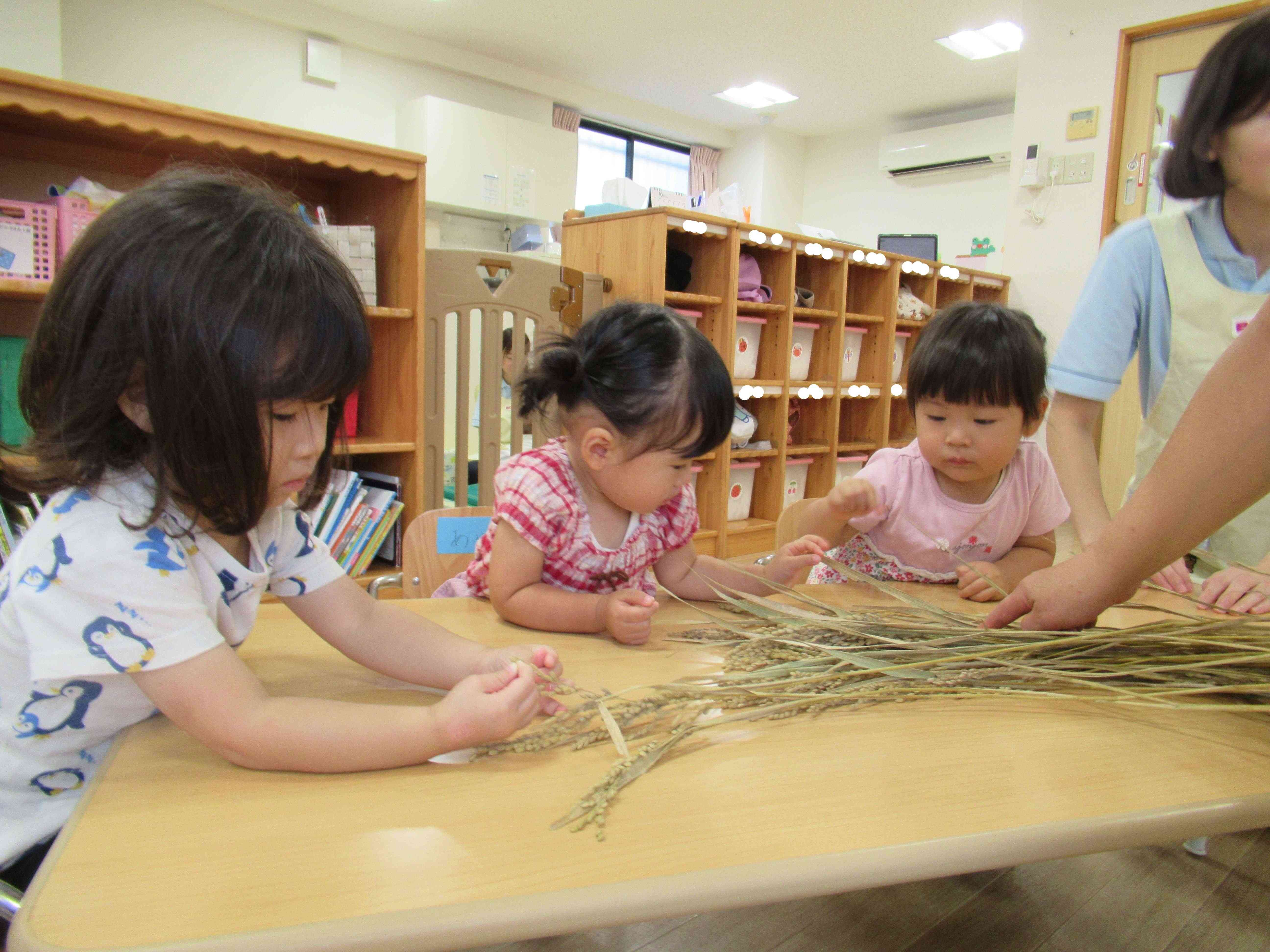 稲穂を触ったよ