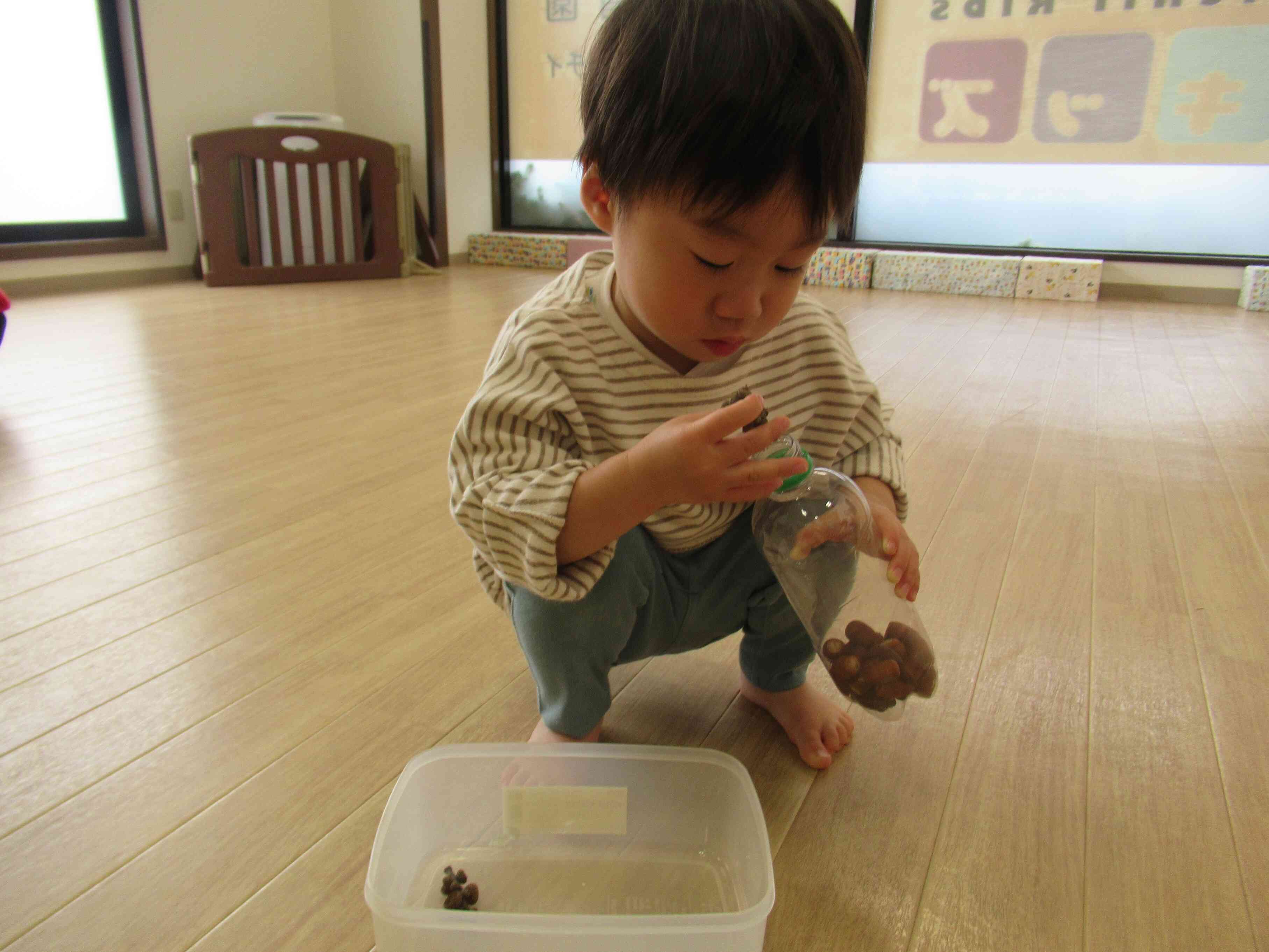 ペットボトルの中にどんぐりを入れています。