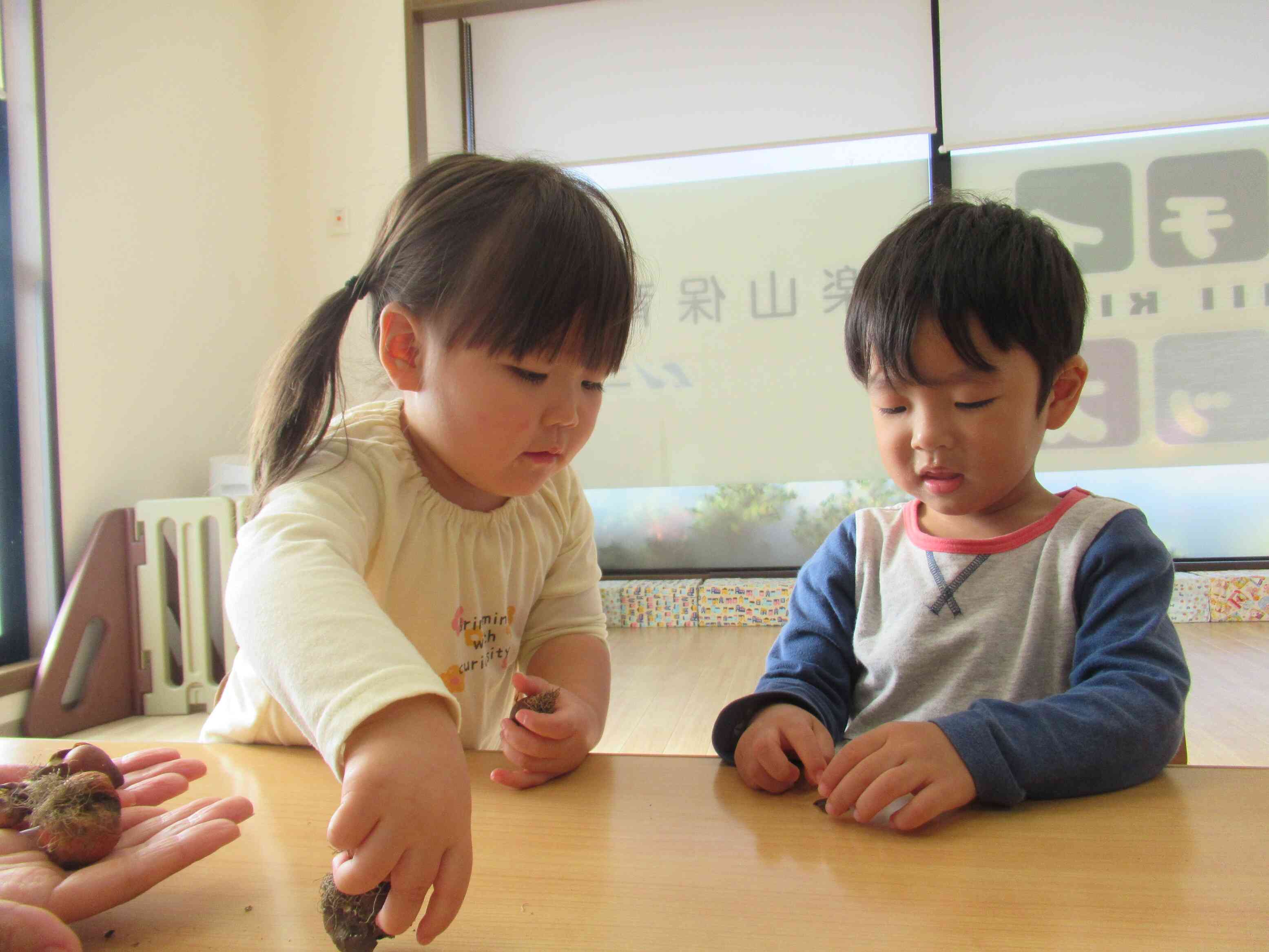 チューリップの球根も植えました。種と球根、形も大きさも違うね。