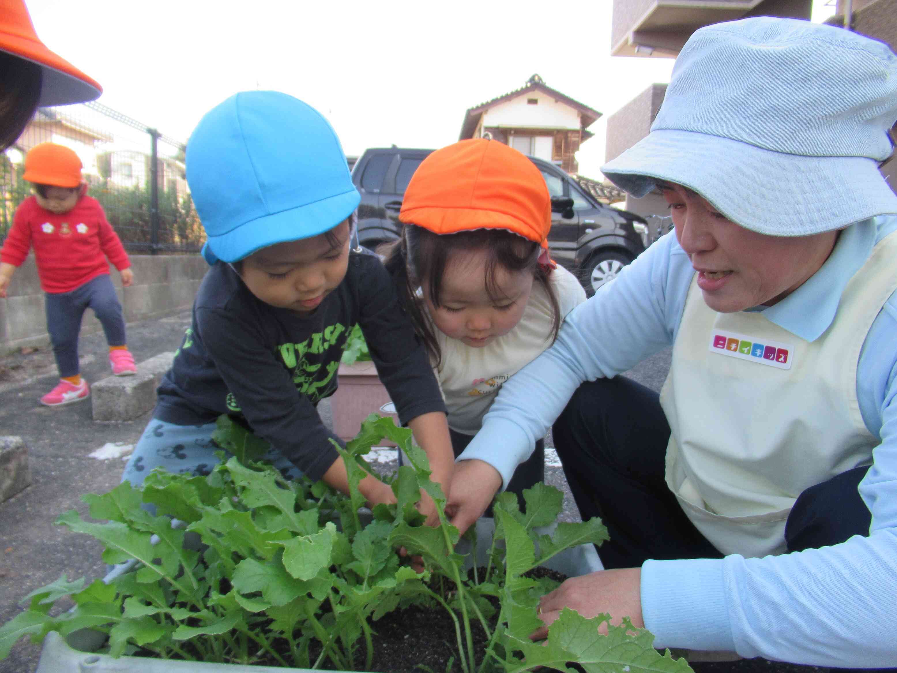大根の葉を抜いたよ