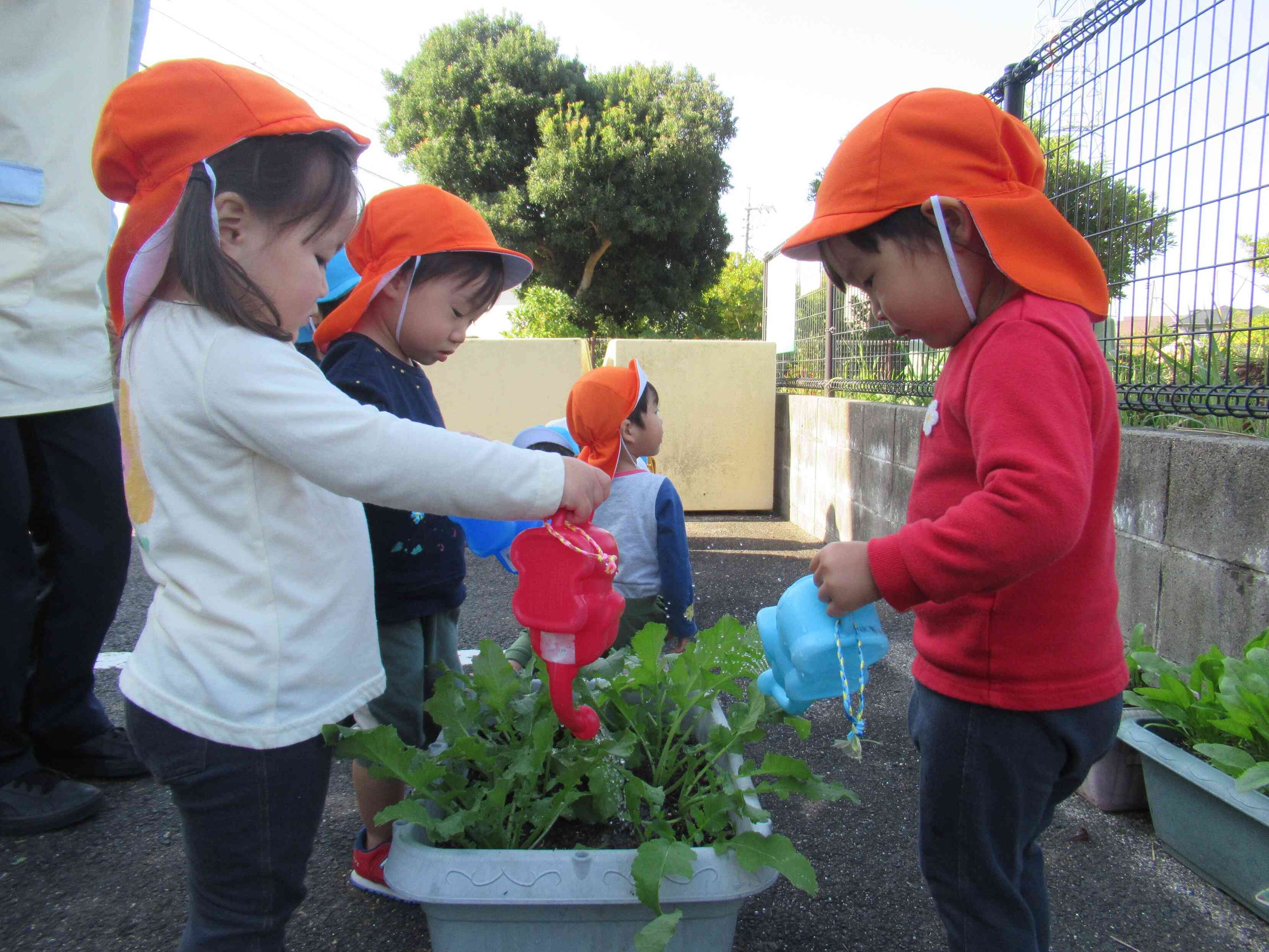 「お水どうぞ」もっと大きく育つように水やりもしました。