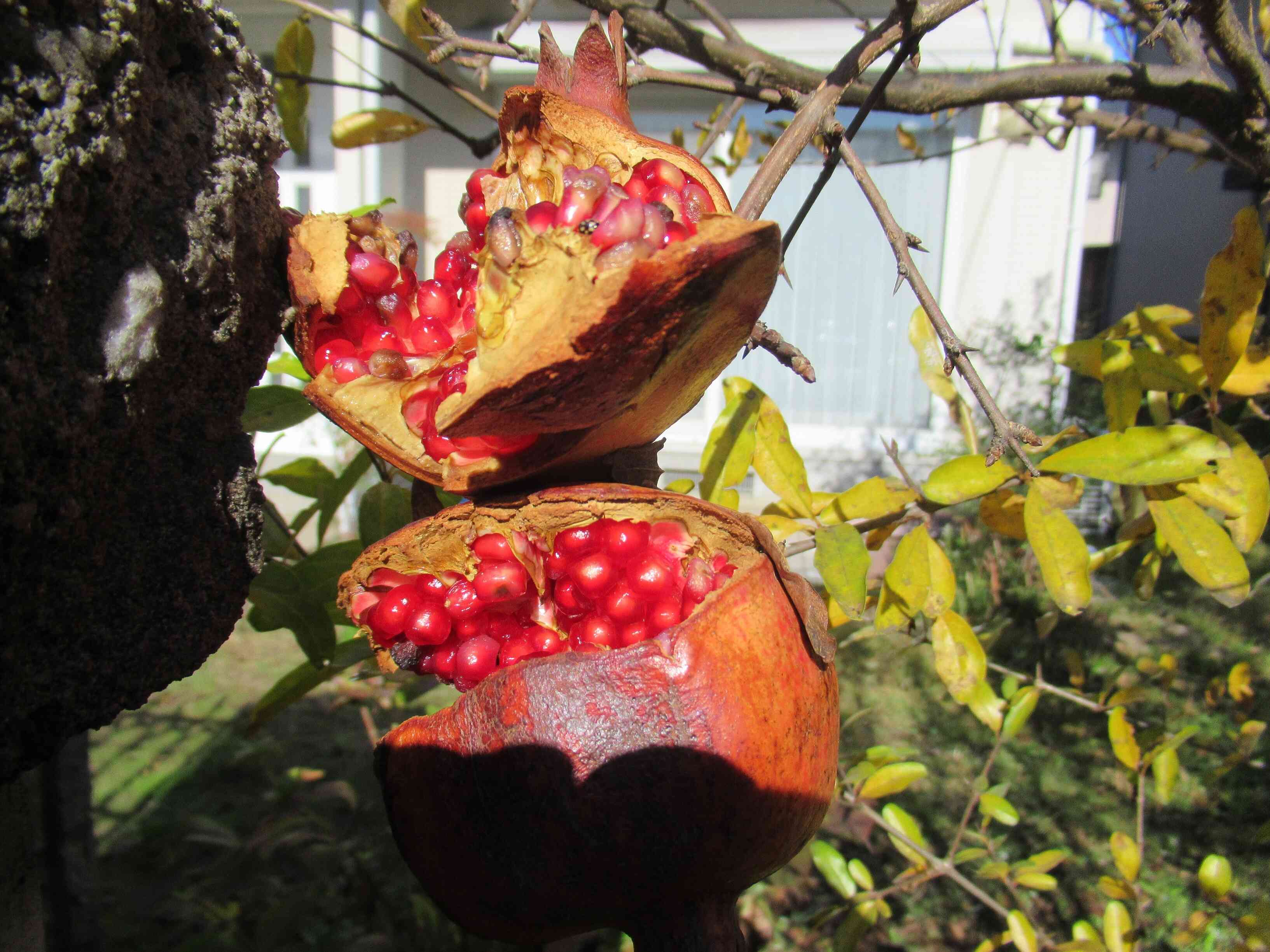 ザクロの実をみつけたよ。