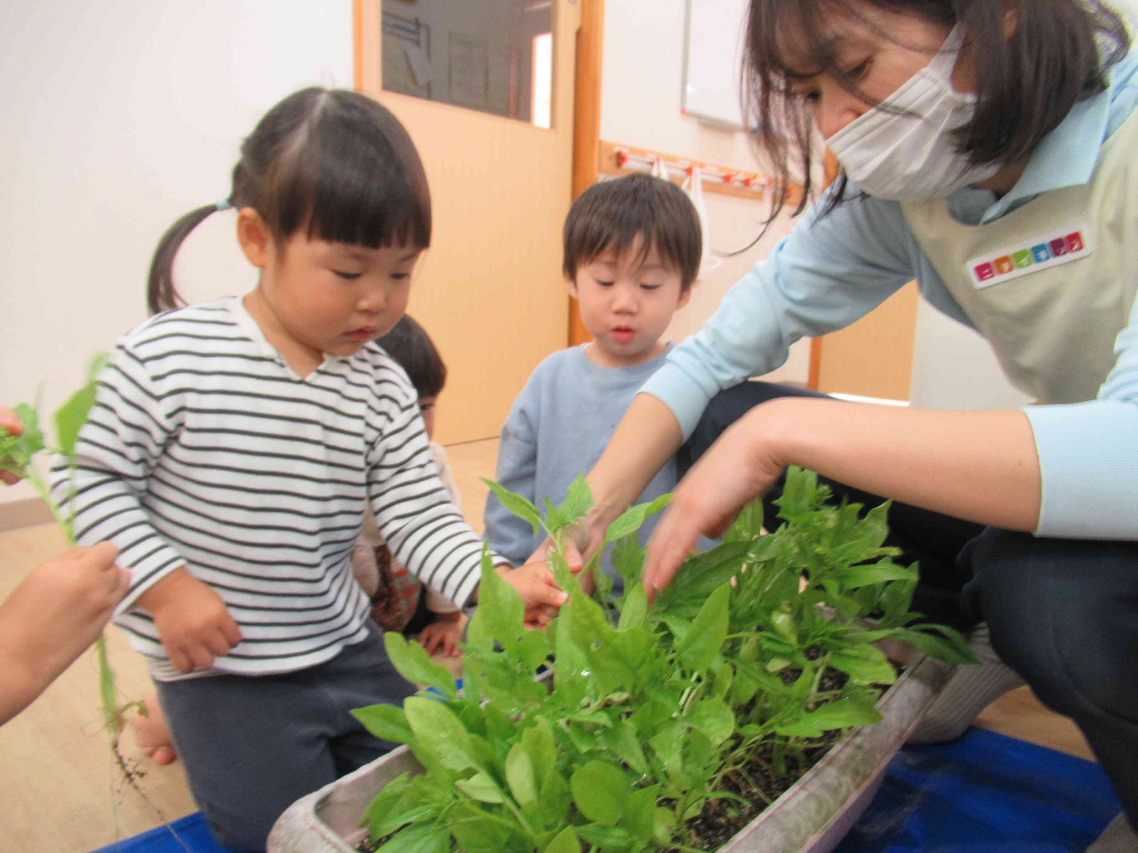 ほうれん草を抜くよ