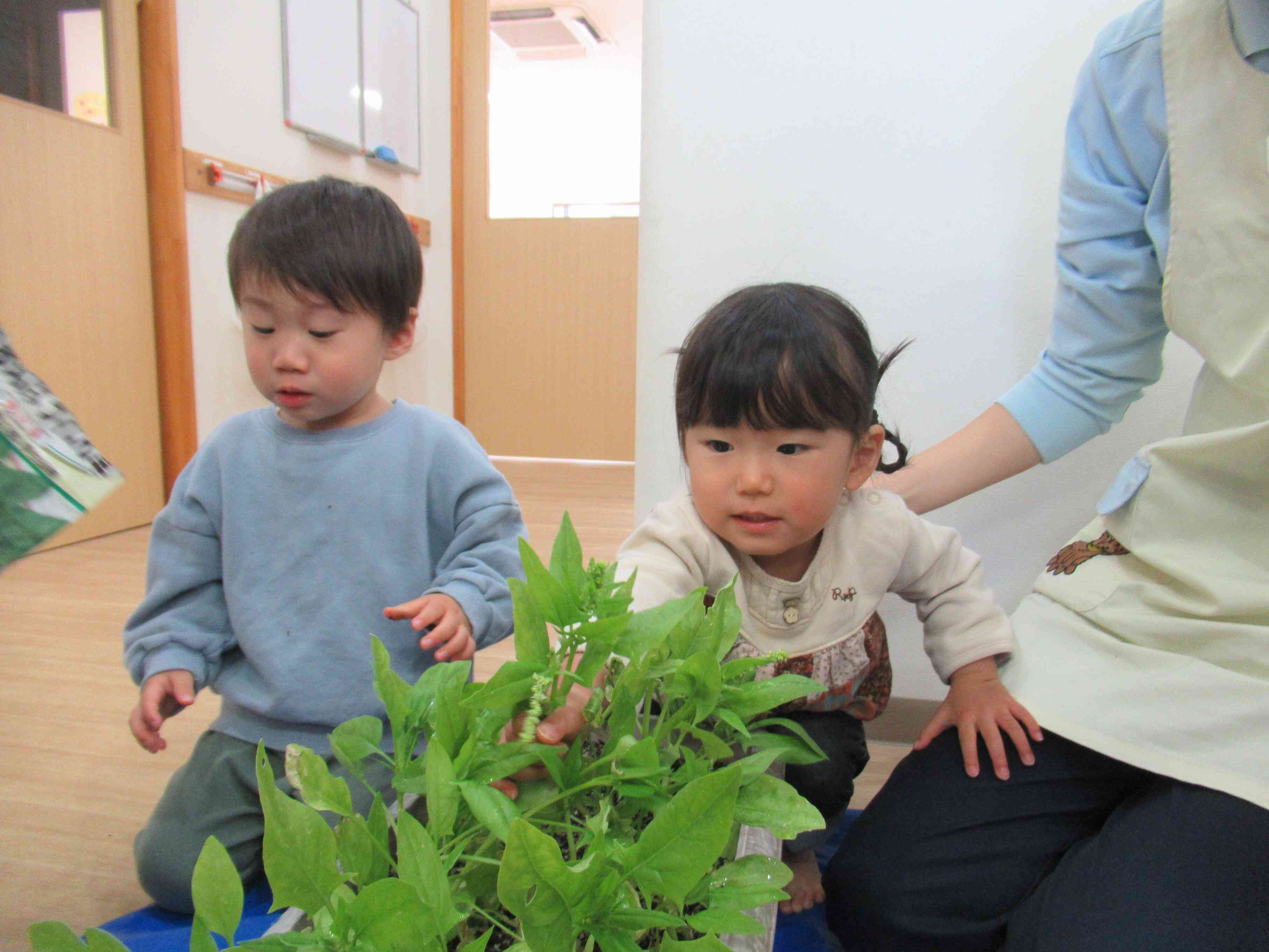 ほうれん草の収穫