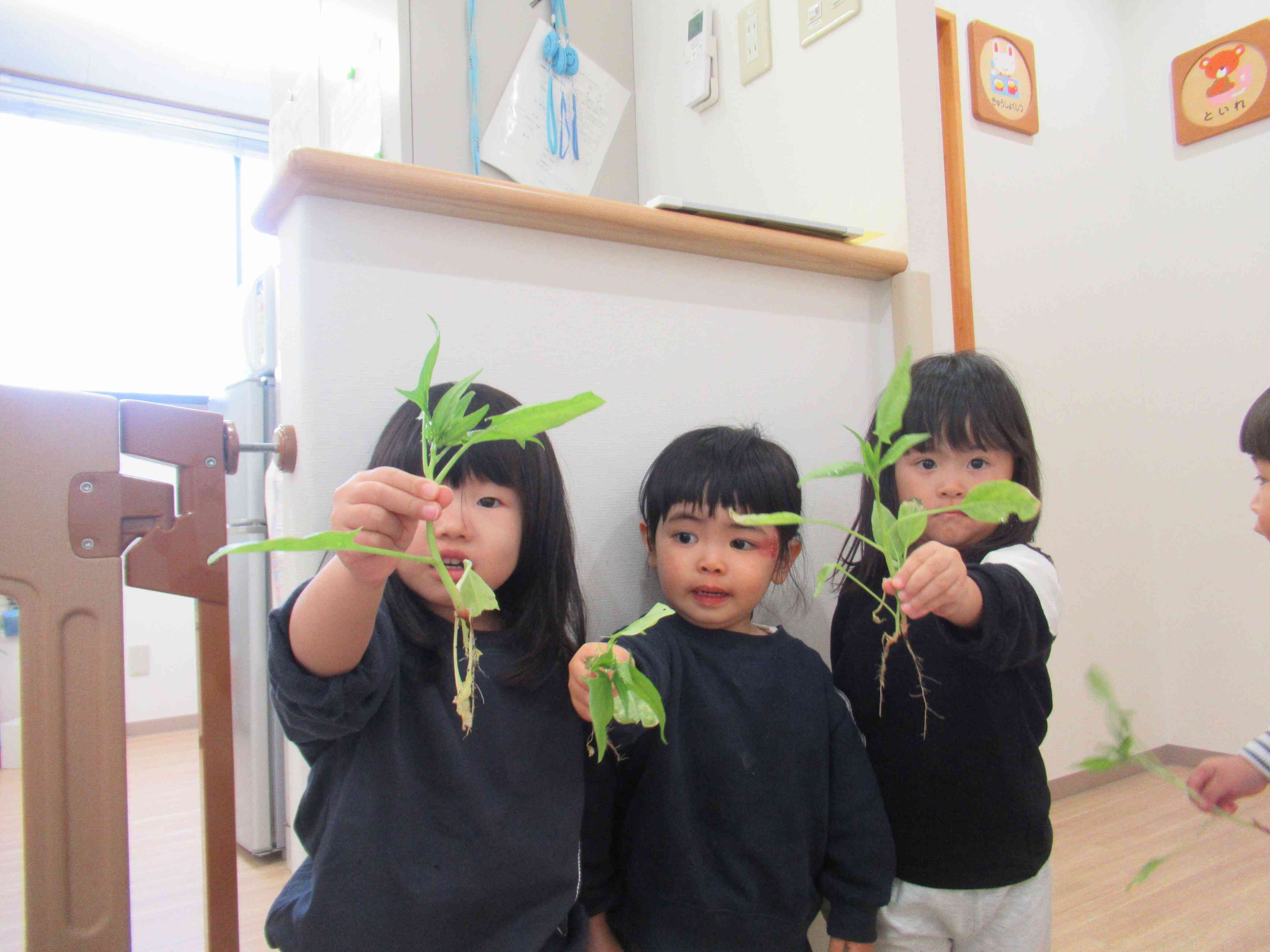 「ほうれんそうとったよ」