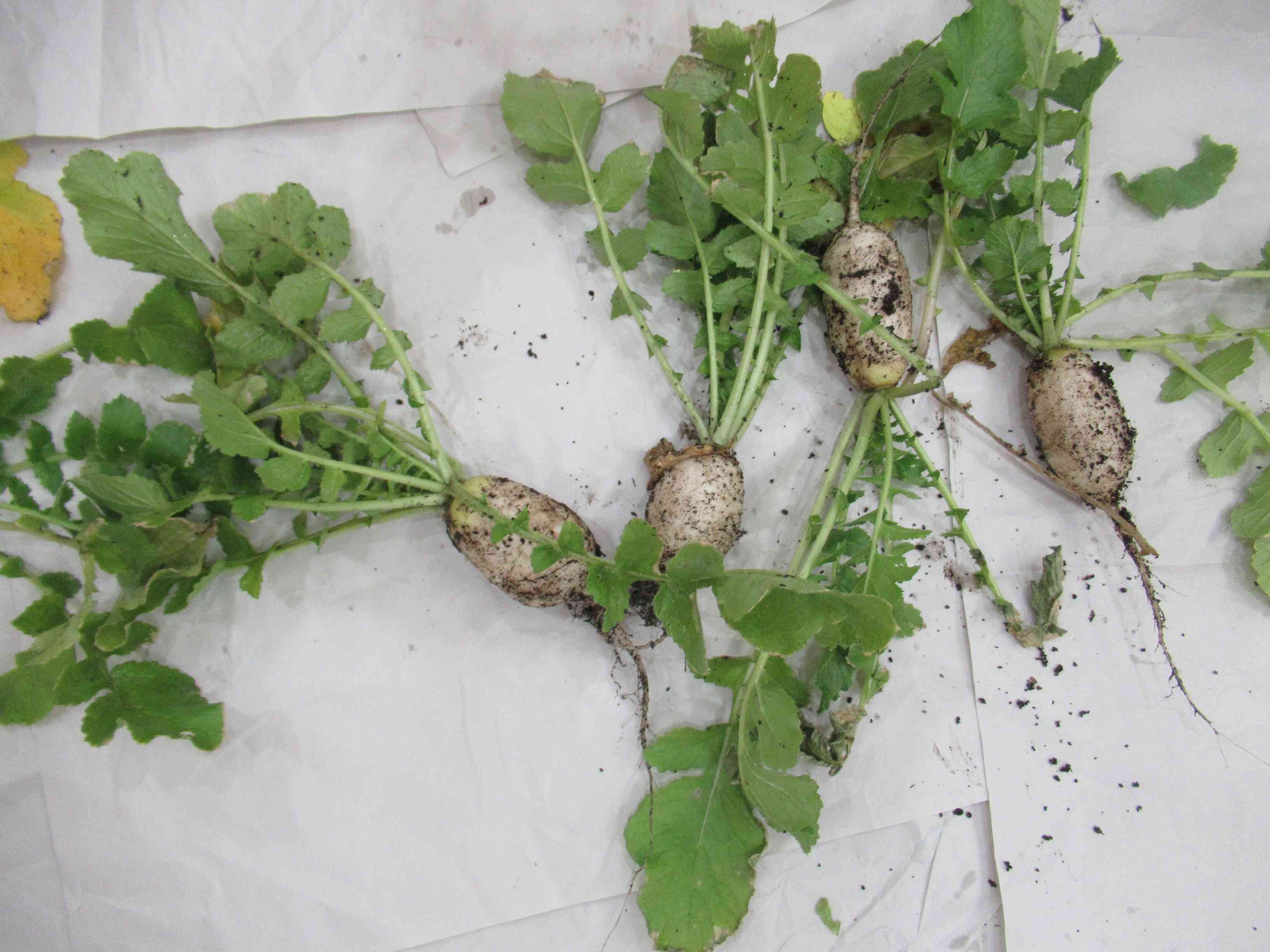 収穫した大根です。